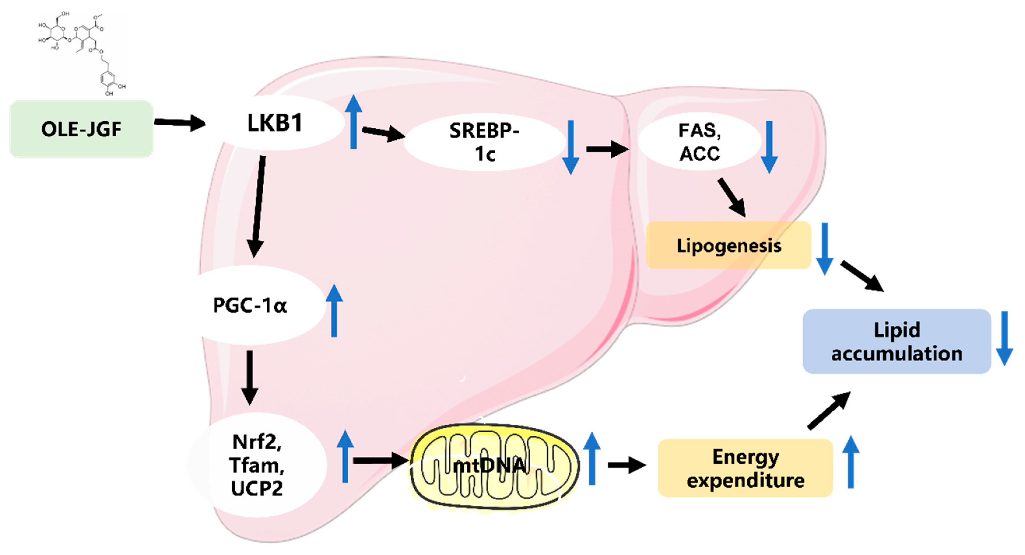 Nutrients 16 00058 g007