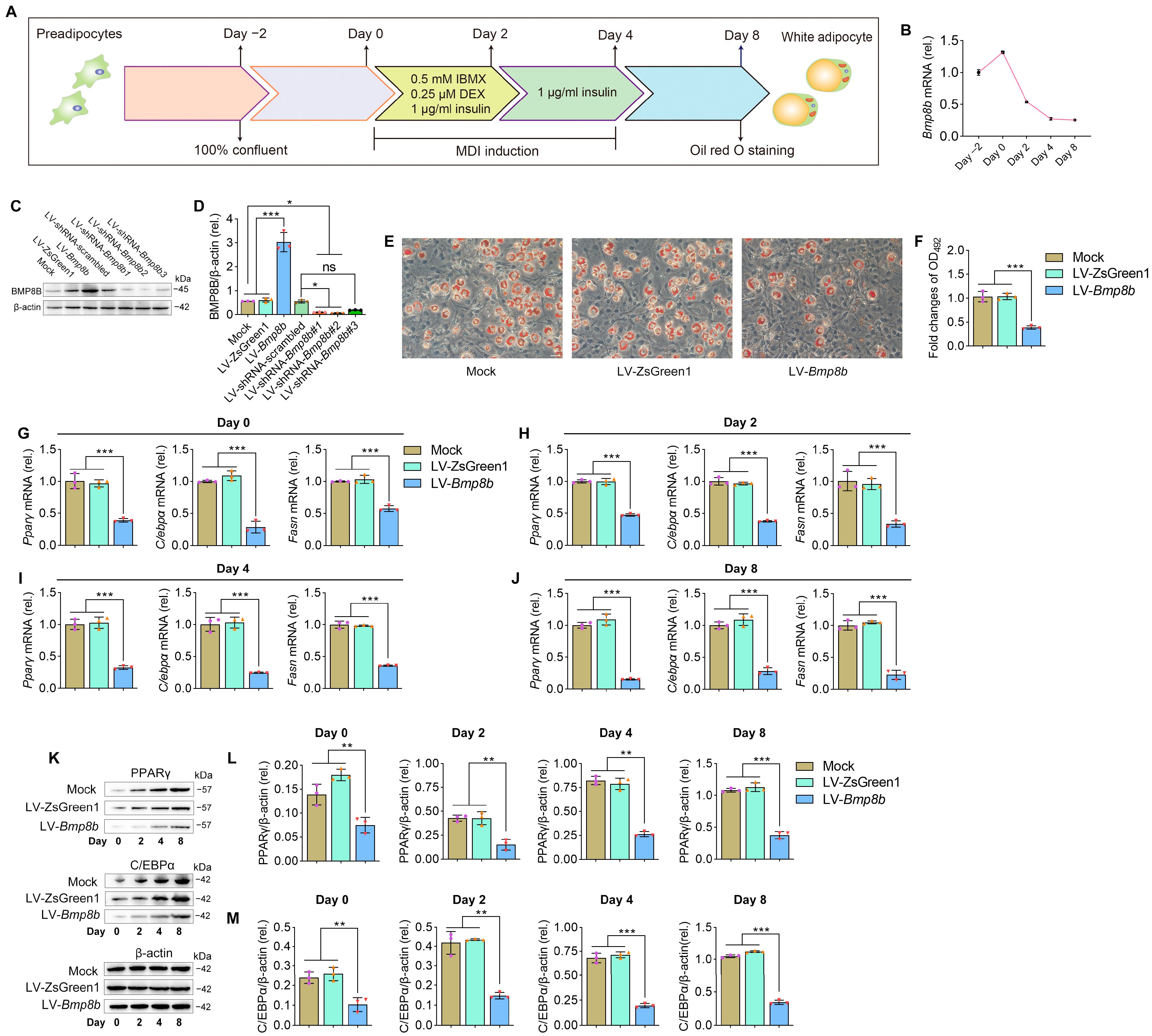Nutrients 16 00064 g001 Nutrients 16 00064 g001