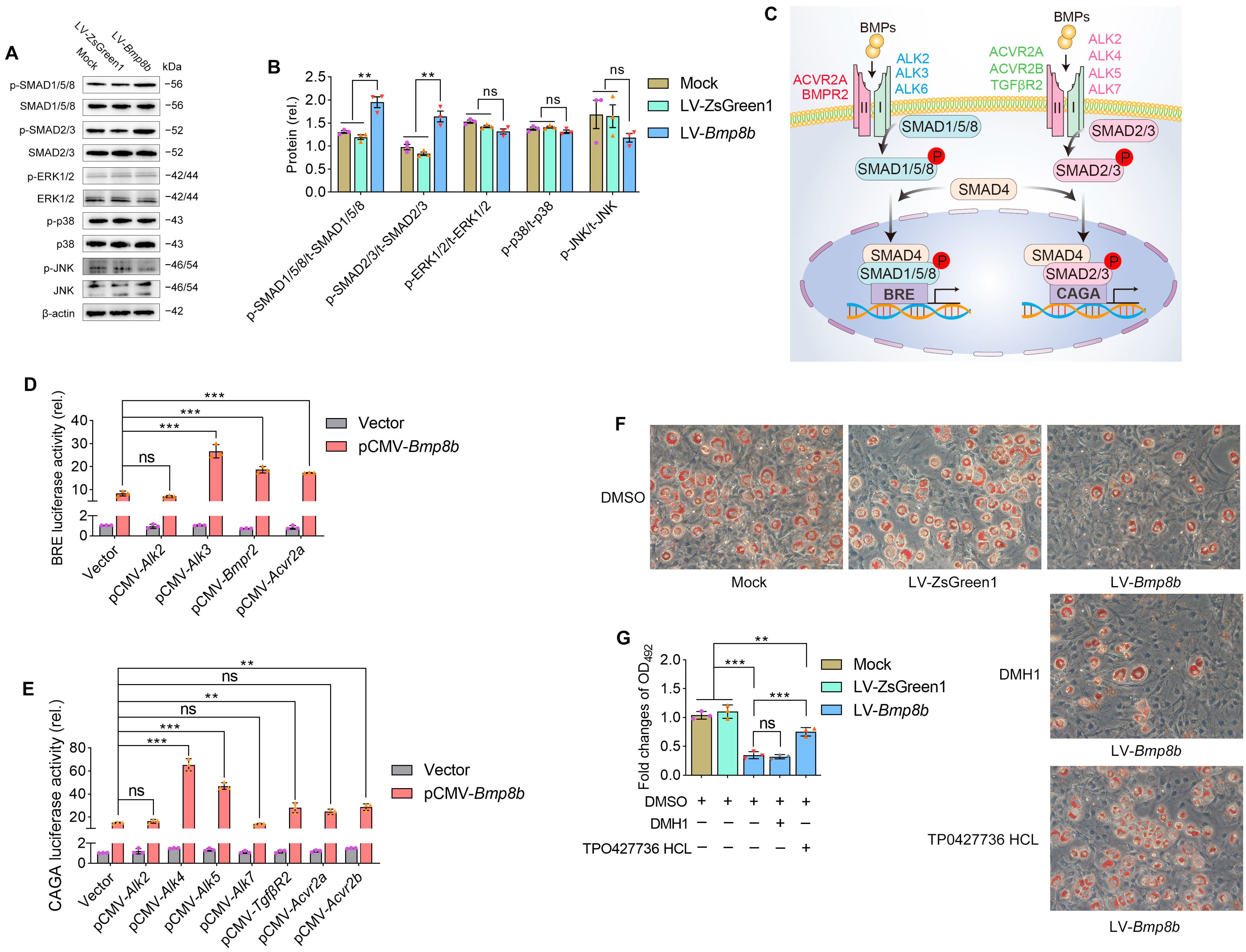 Nutrients 16 00064 g003 Nutrients 16 00064 g003