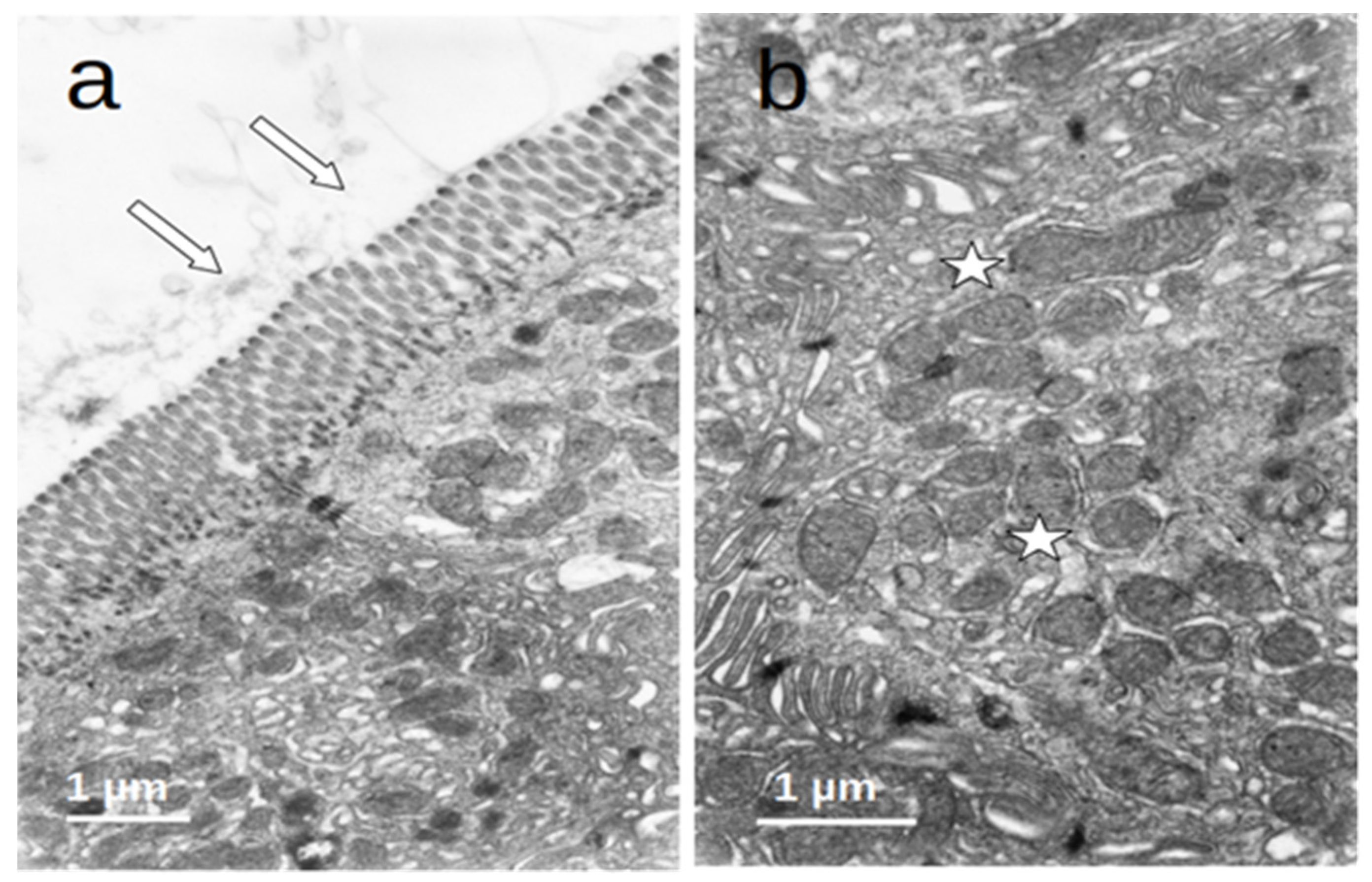 Nutrients 16 00128 g005