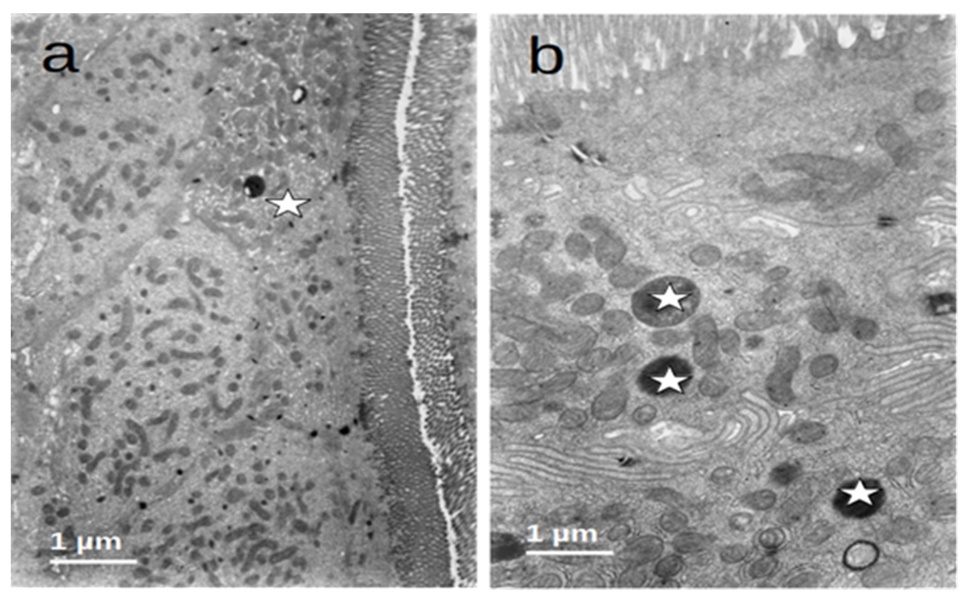 Nutrients 16 00128 g006