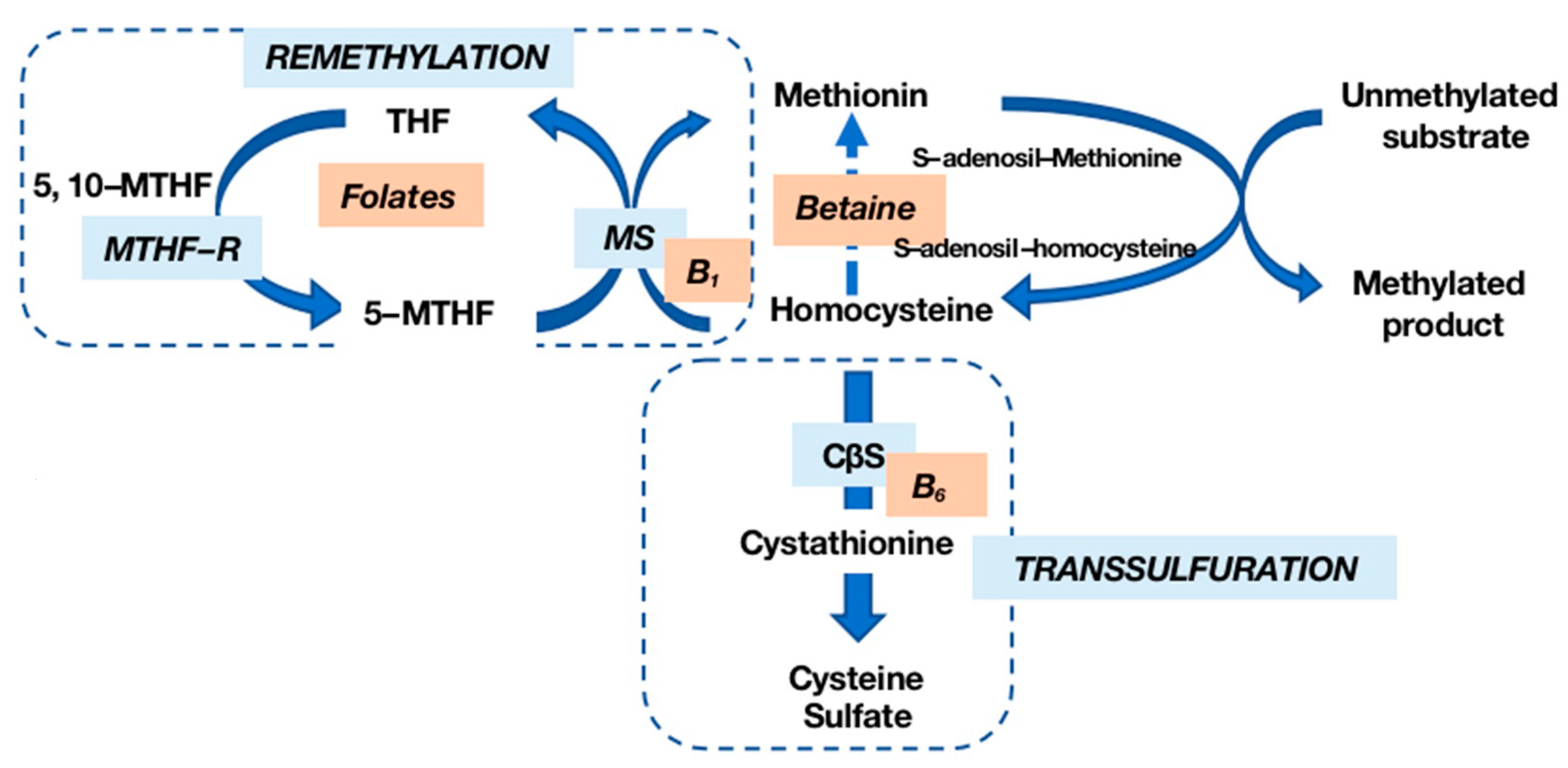 Nutrients 16 00135 g001