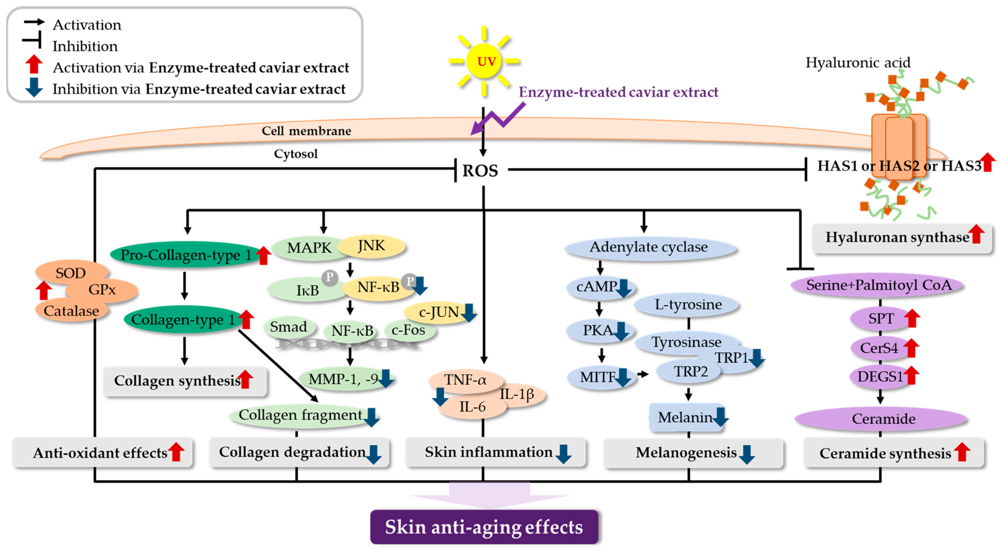 Nutrients 16 00137 g001