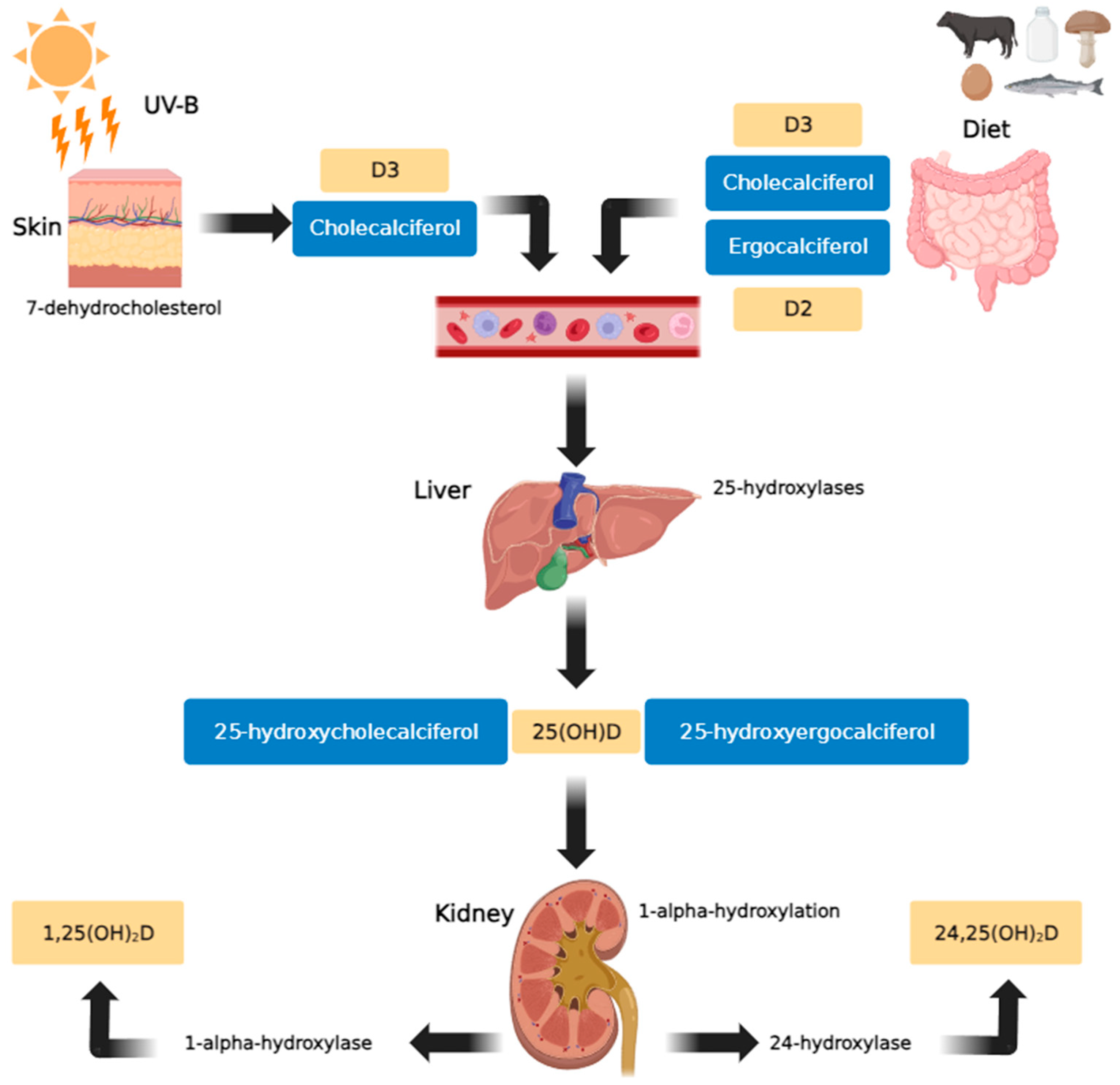 Nutrients 16 00193 g001