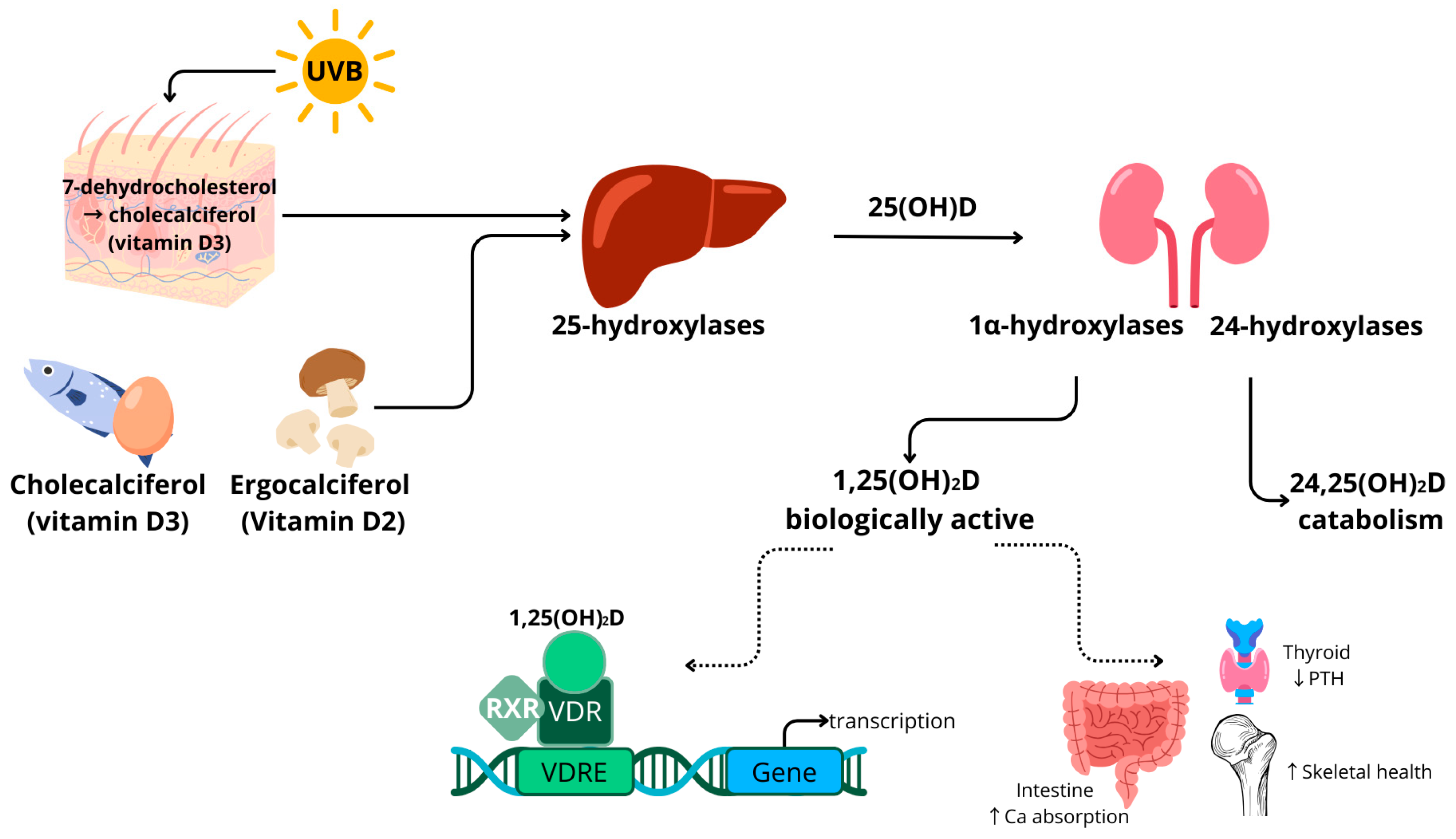 Nutrients 16 00231 g001