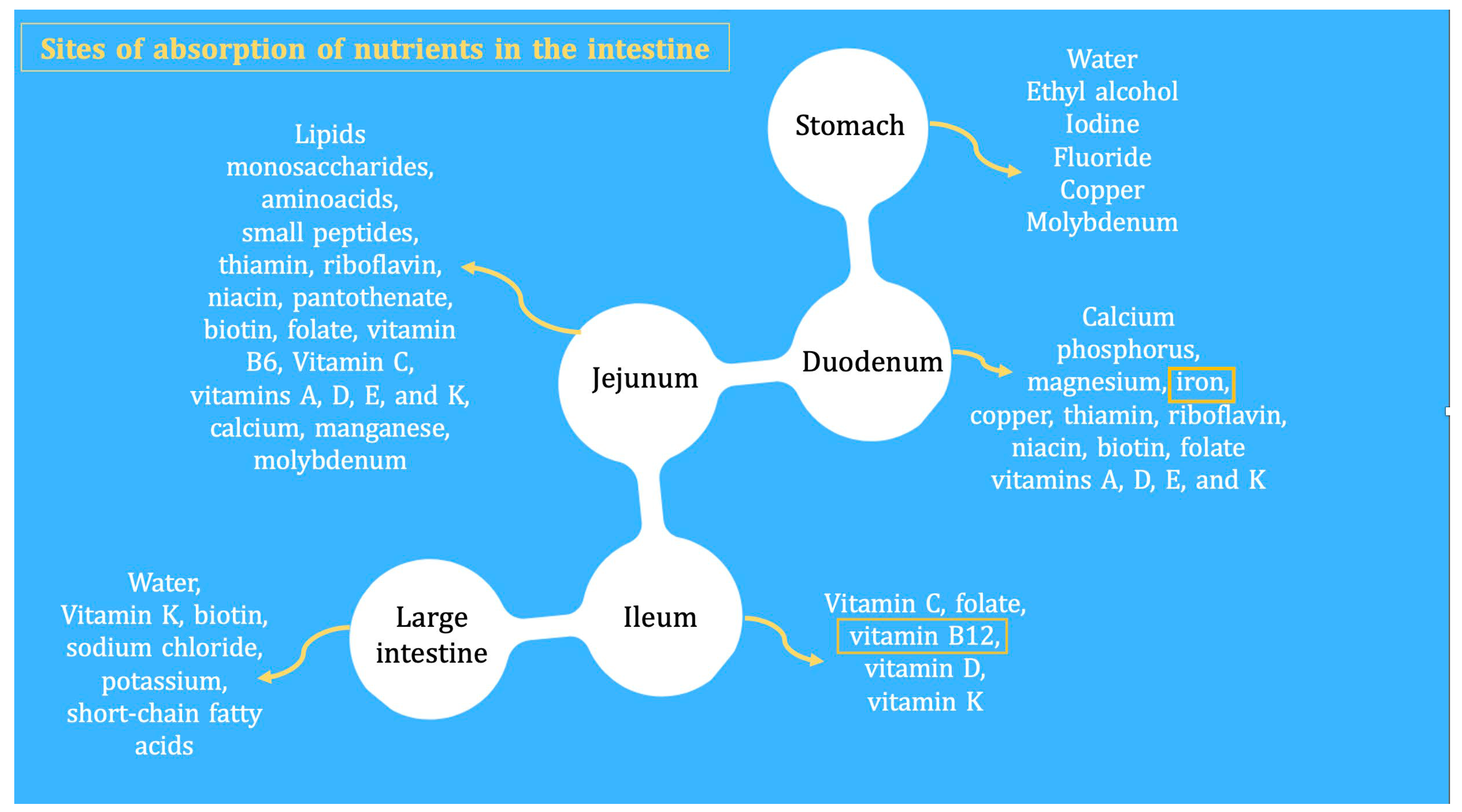 Nutrients 16 00246 g001