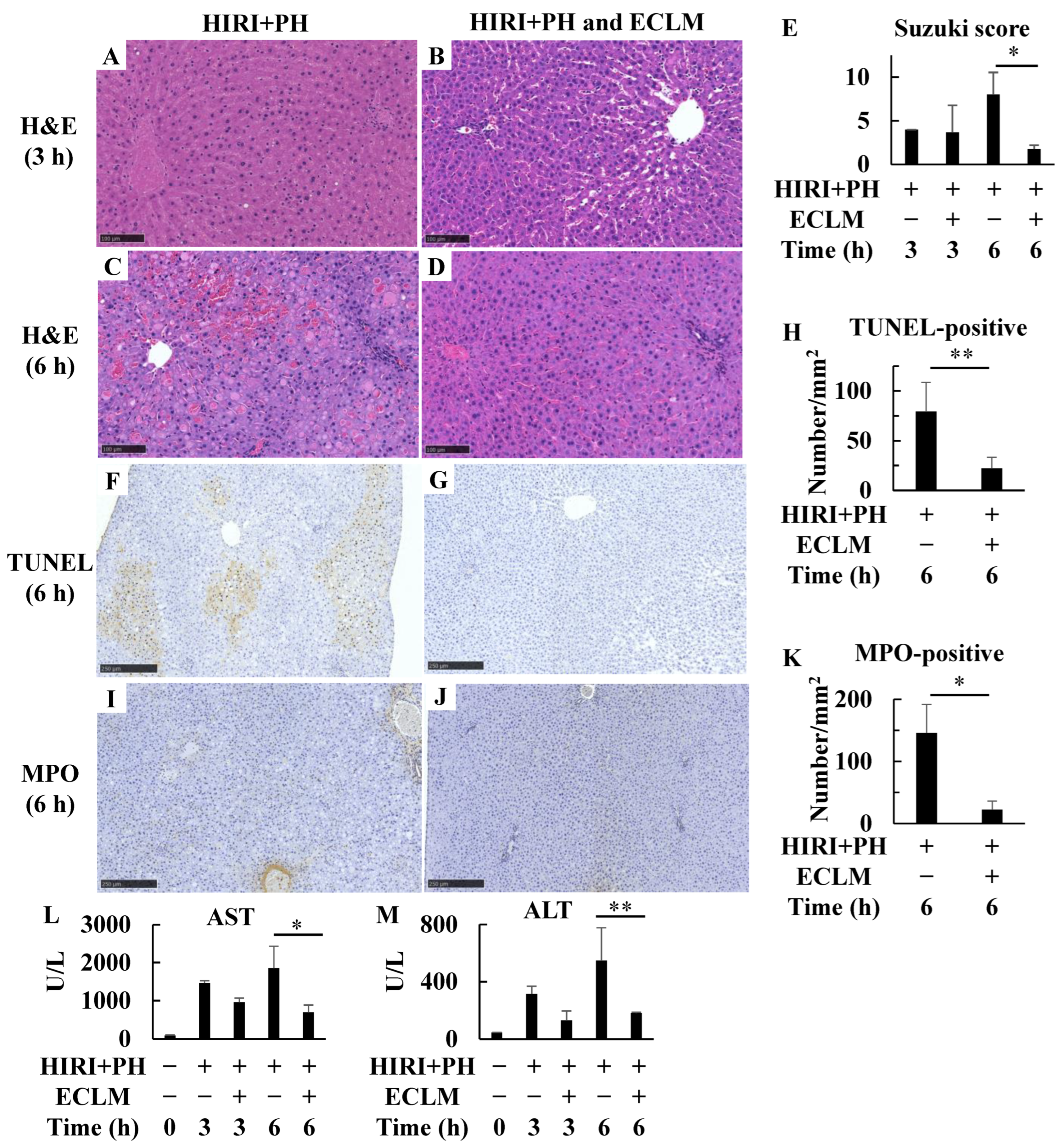 Nutrients 16 00256 g001