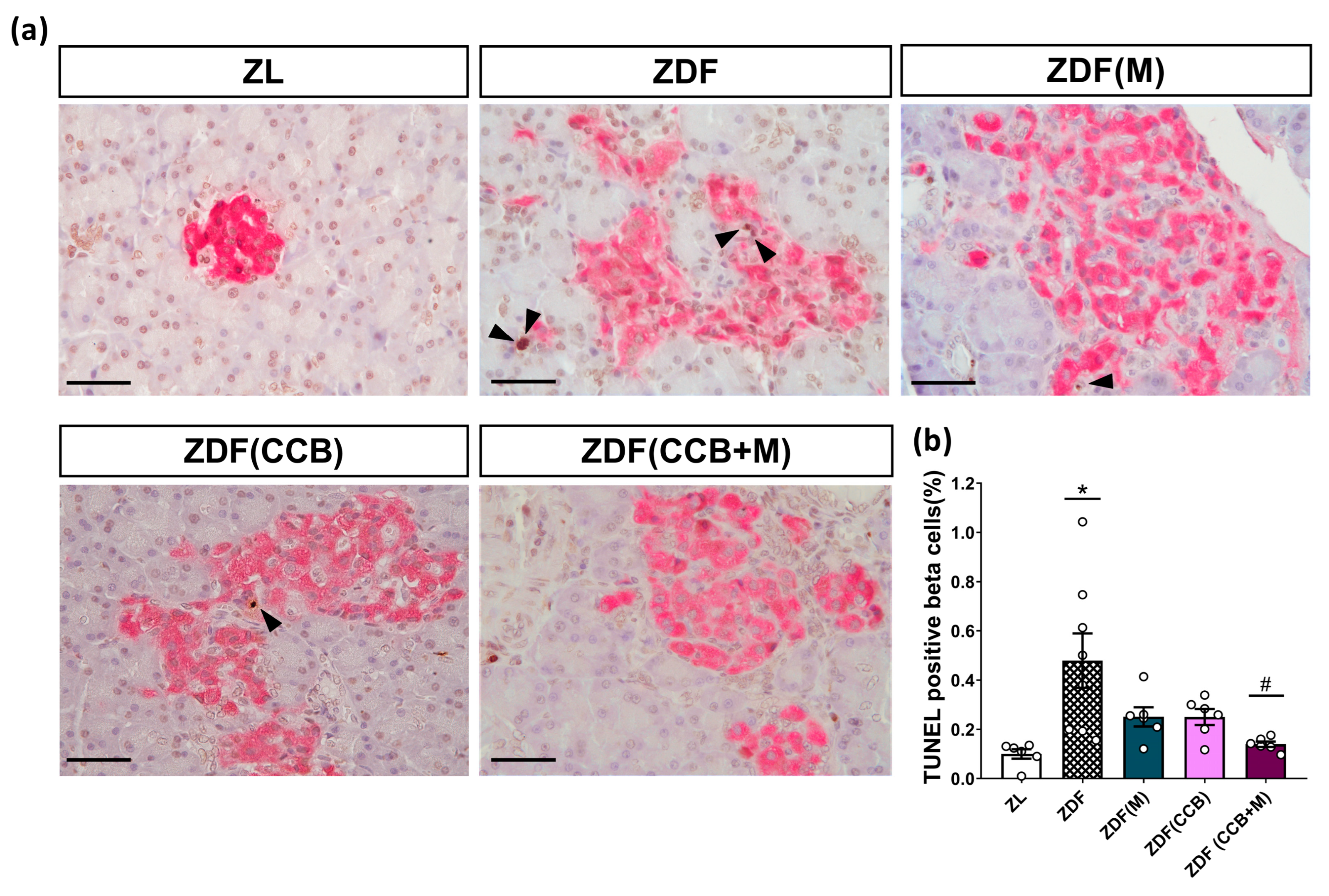 Nutrients 16 00273 g005