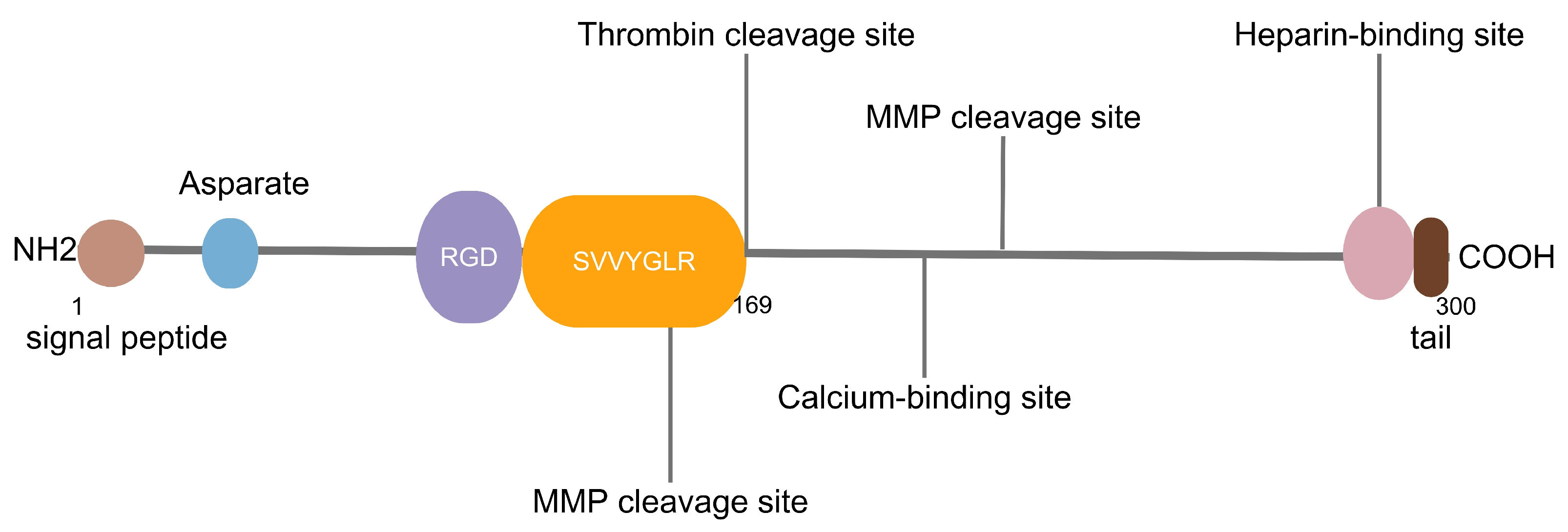 Nutrients 16 00312 g001