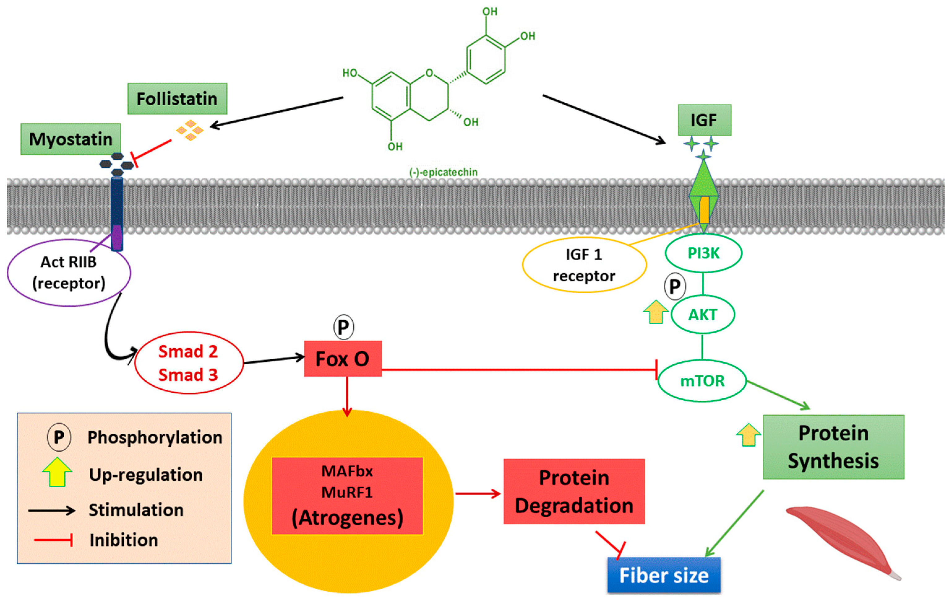 Nutrients 16 00326 g003