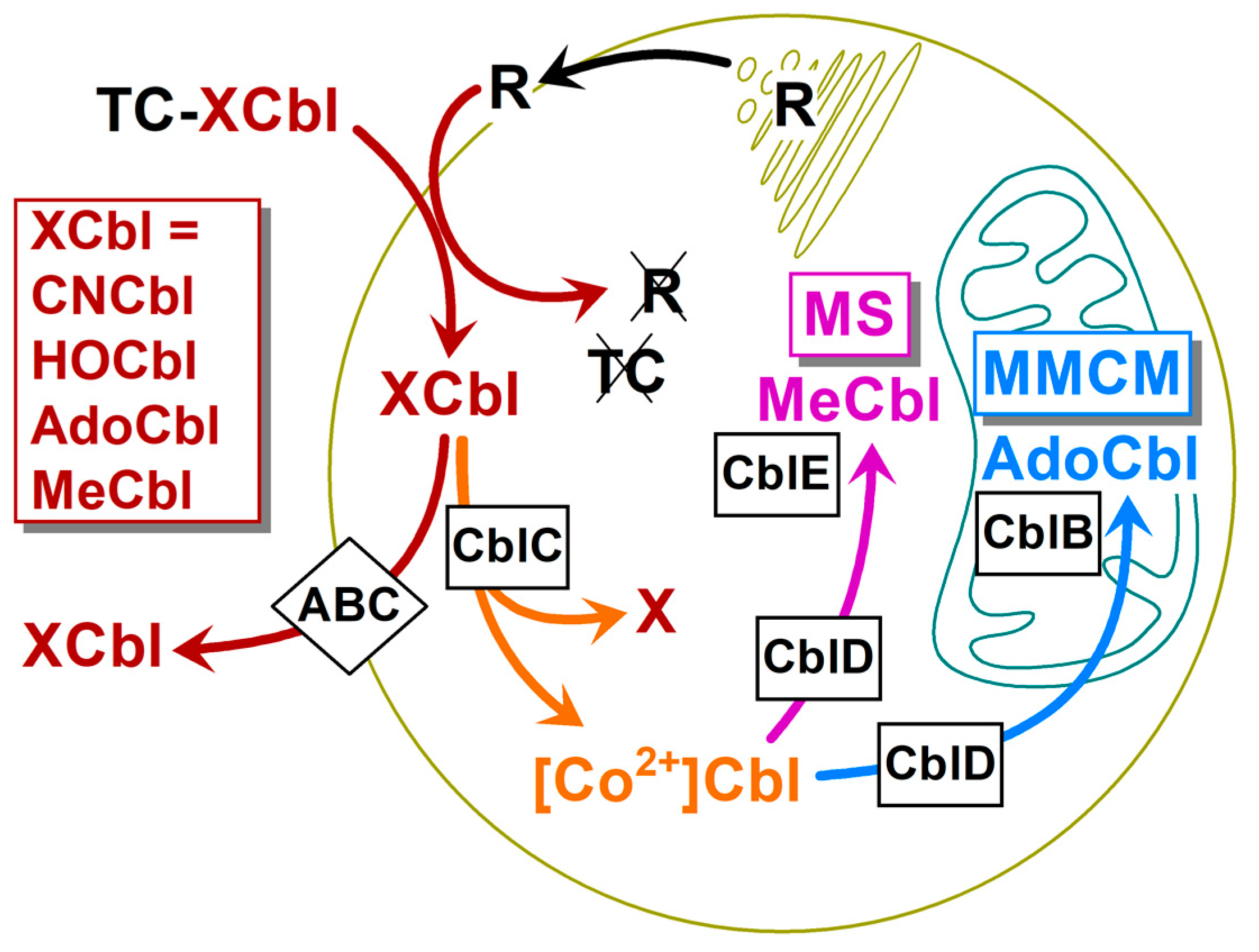 Nutrients 16 00378 g001