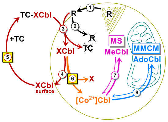 Nutrients 16 00378 g005