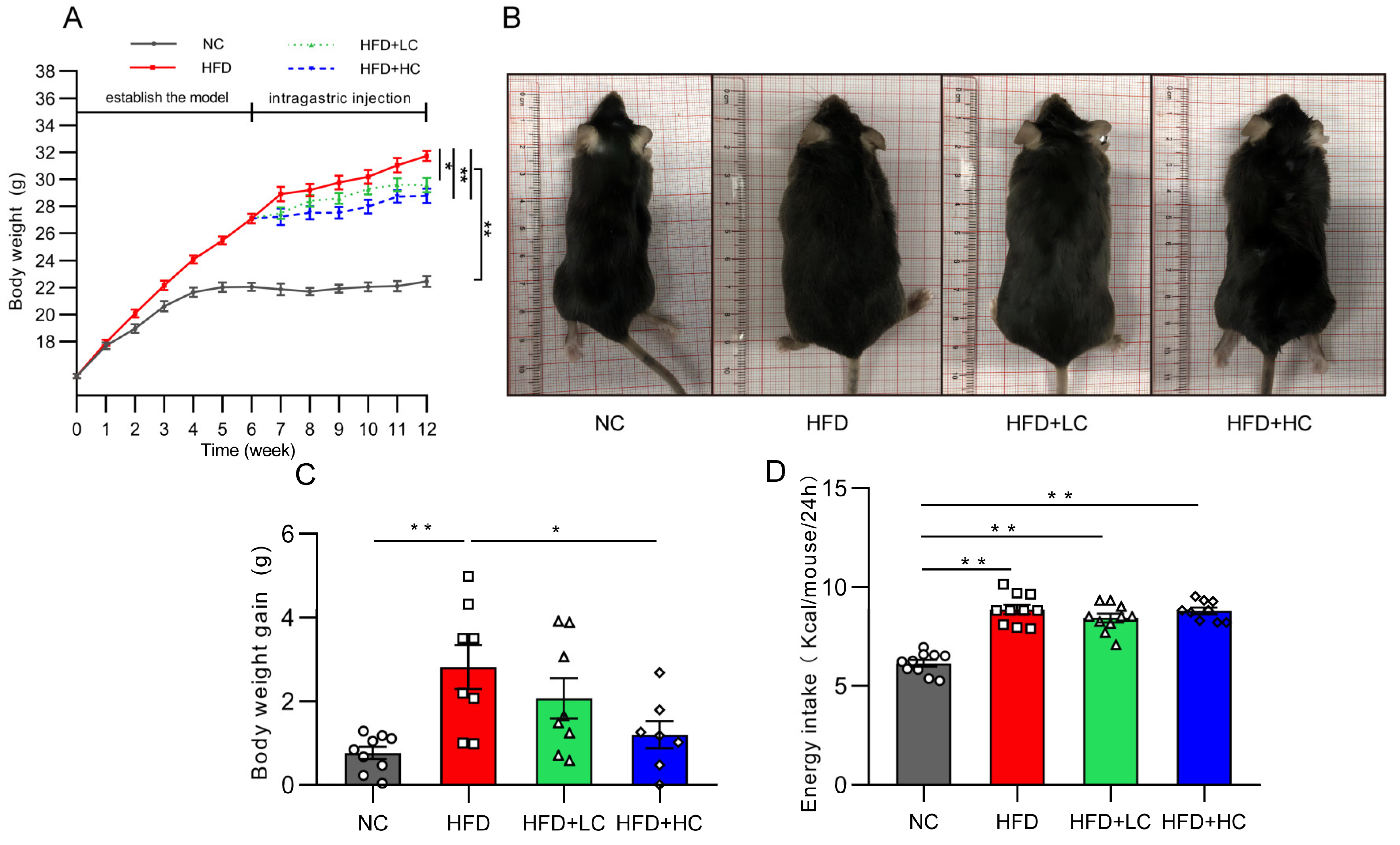 Nutrients 16 00493 g002