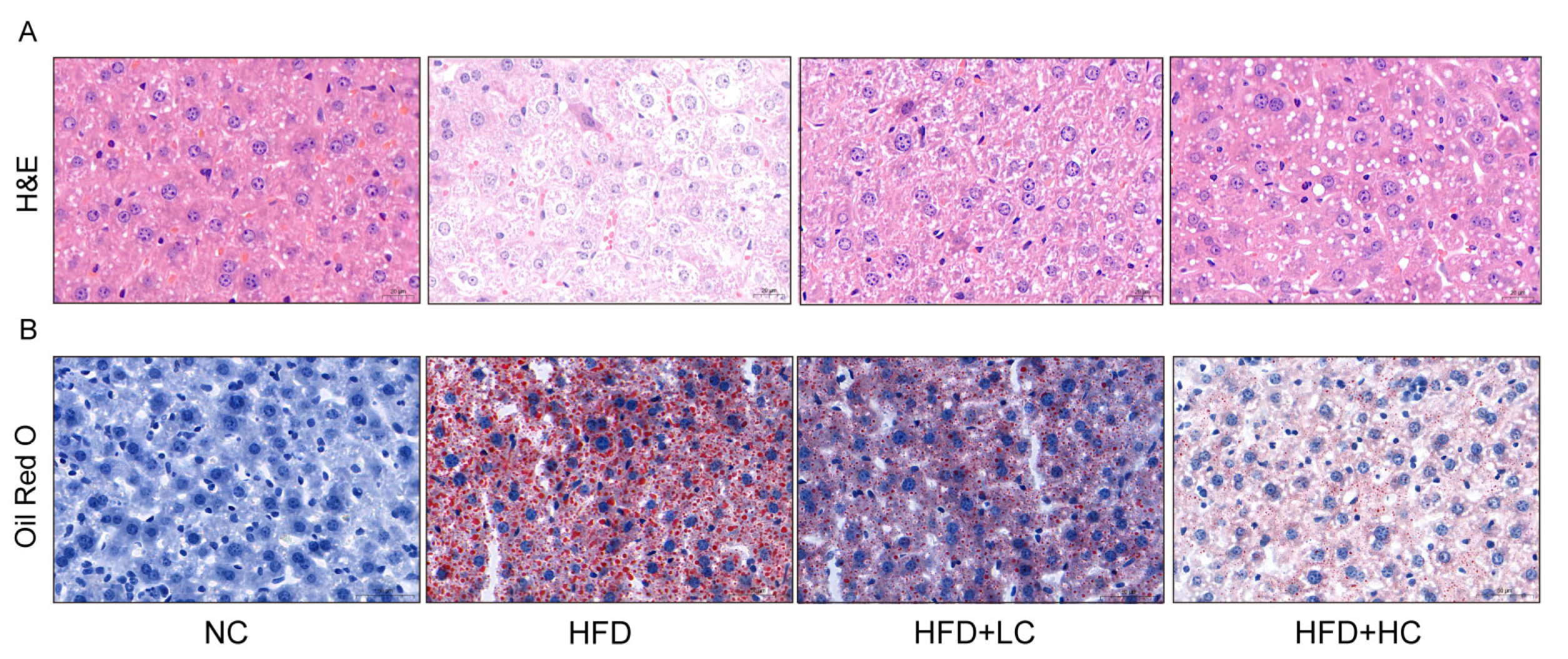 Nutrients 16 00493 g005