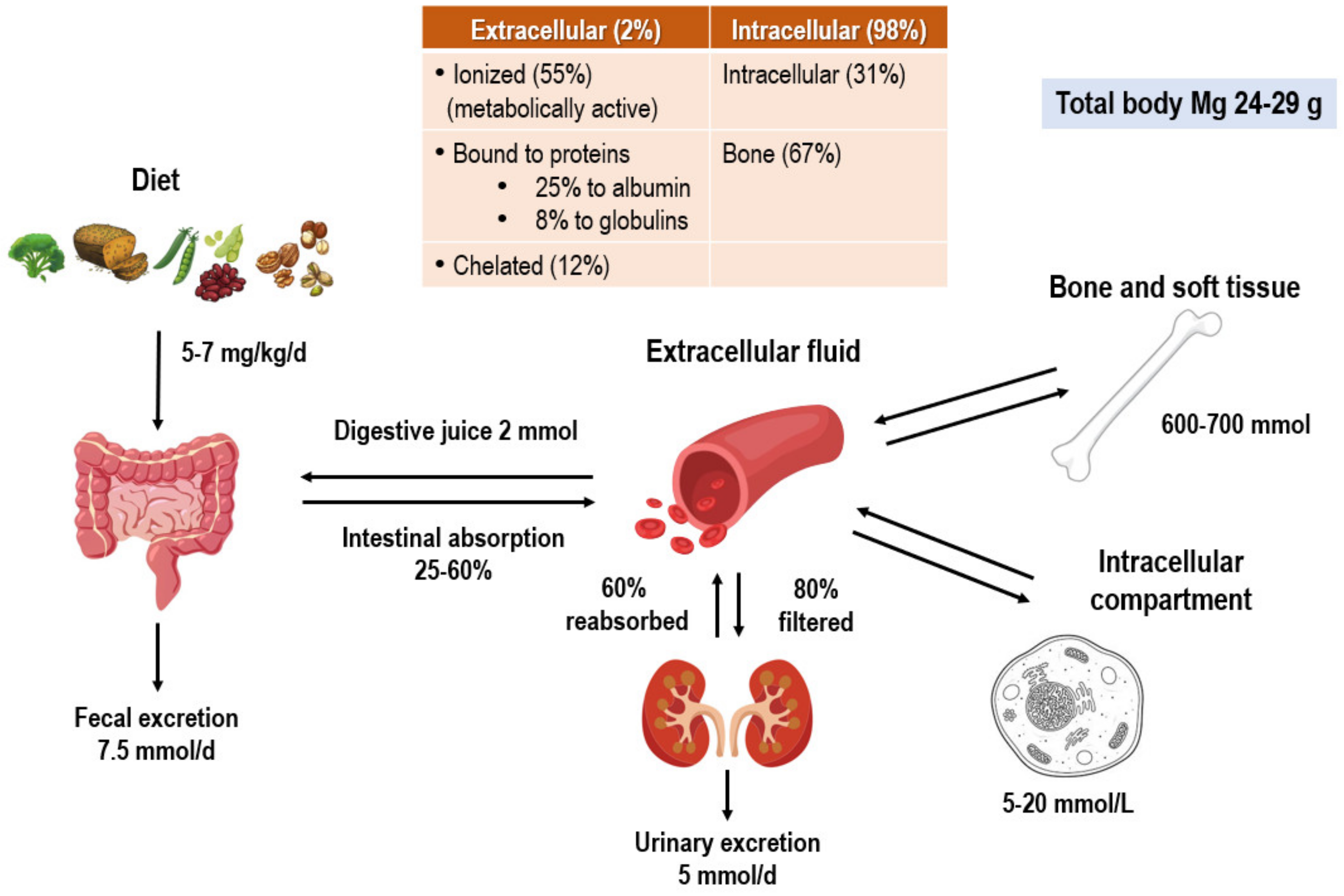 Nutrients 16 00496 g002