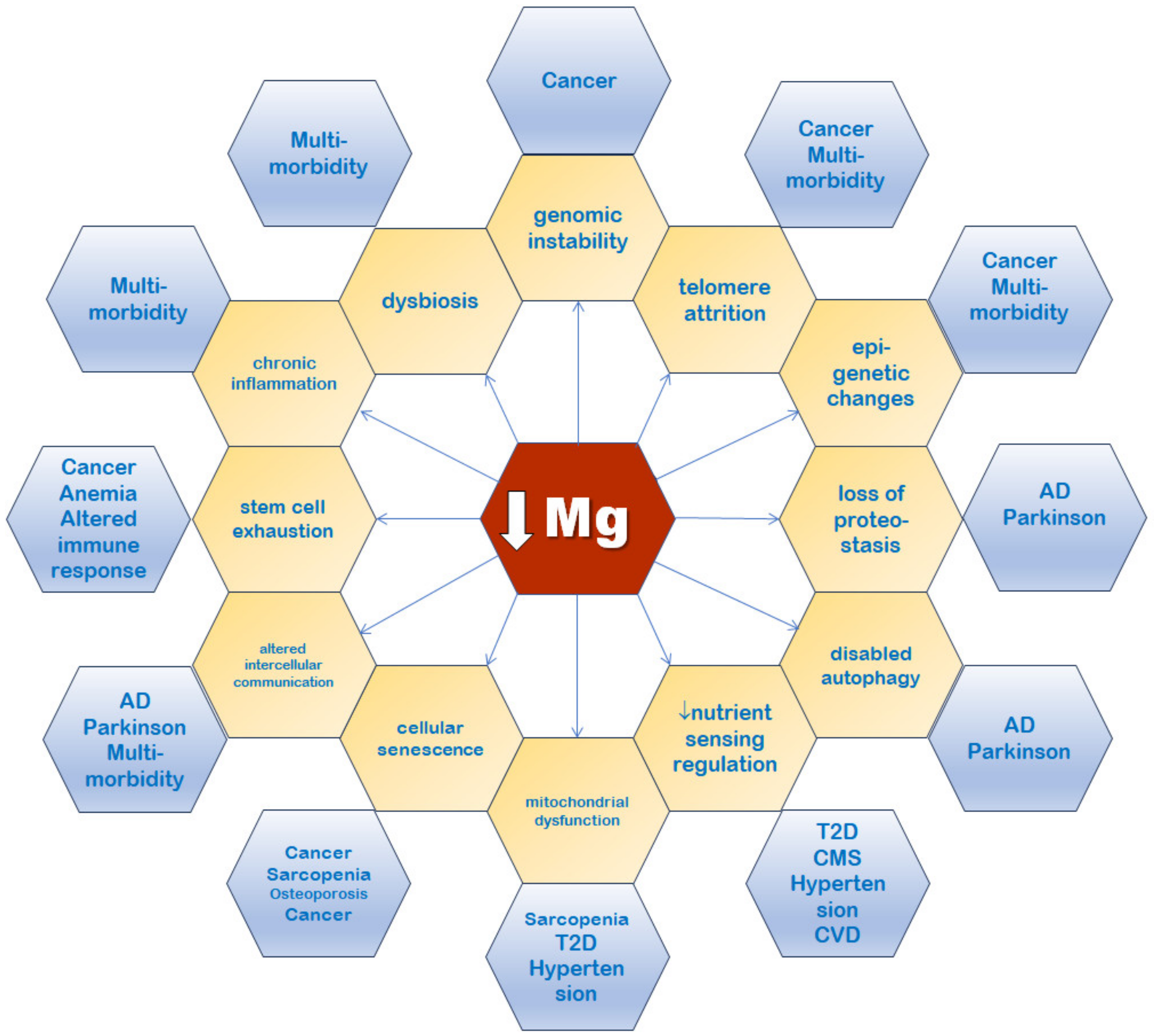 Nutrients 16 00496 g005
