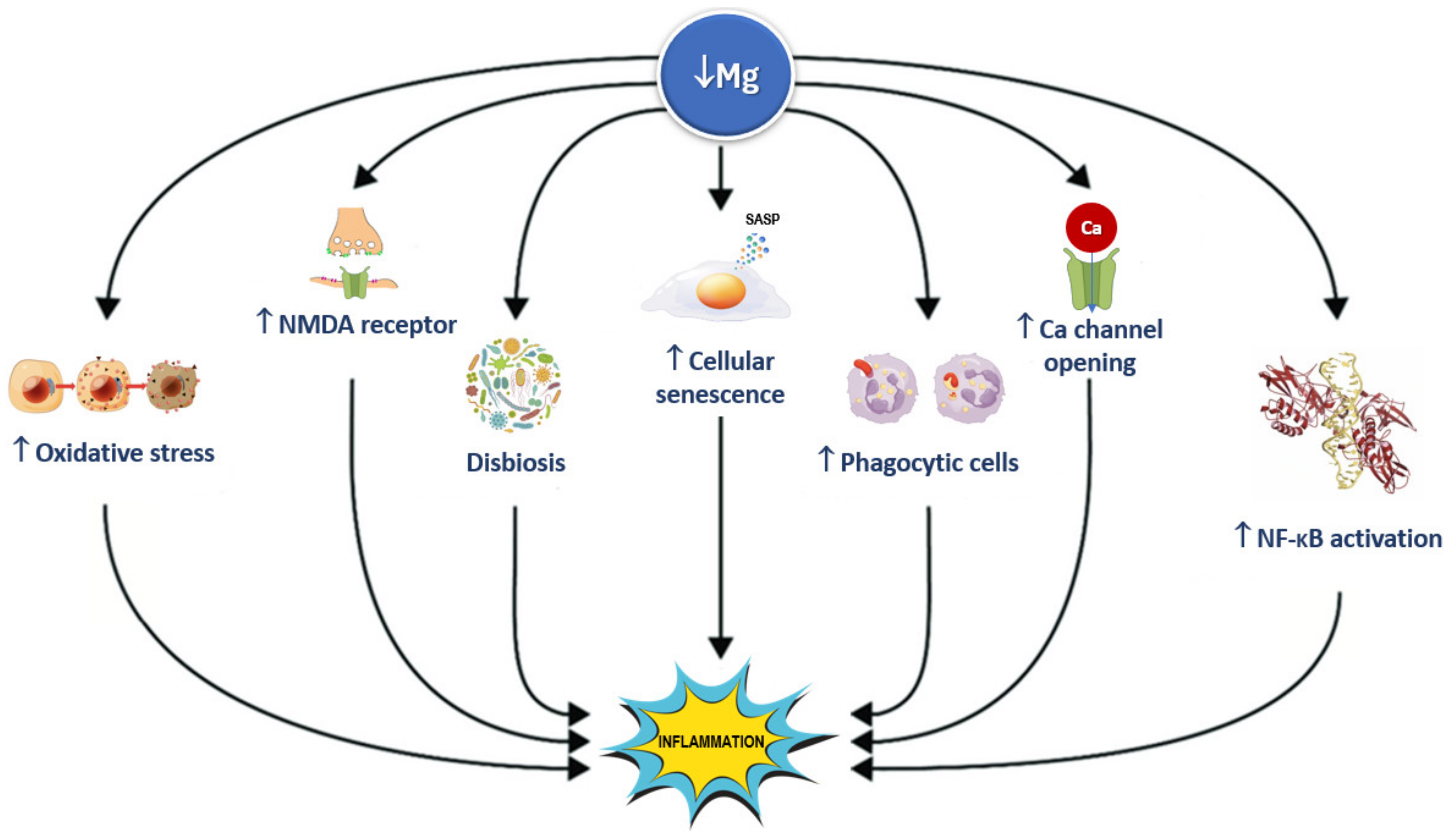 Nutrients 16 00496 g007