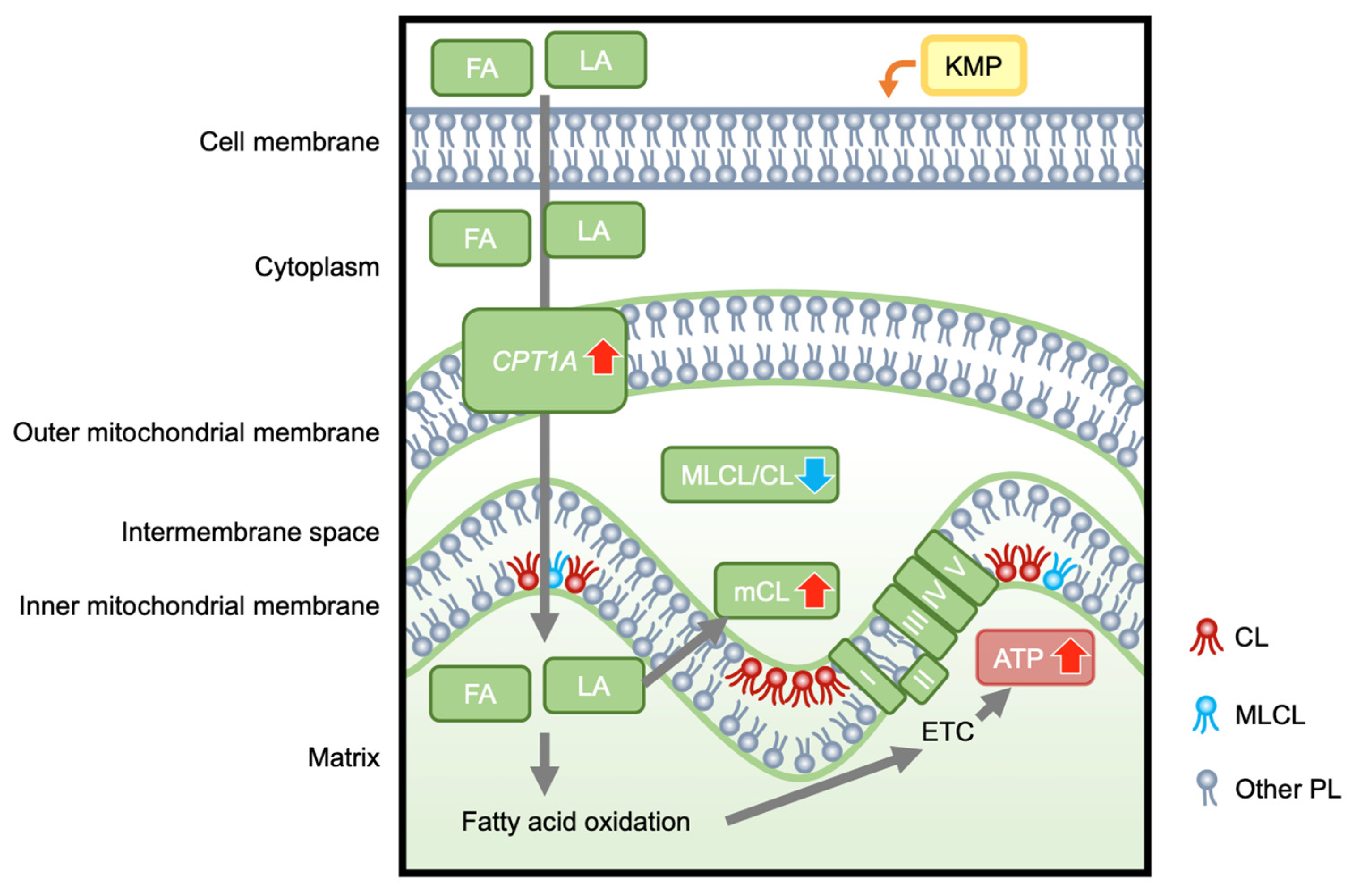 Nutrients 16 00508 g010