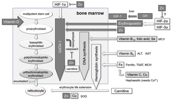 Nutrients 16 00520 g003