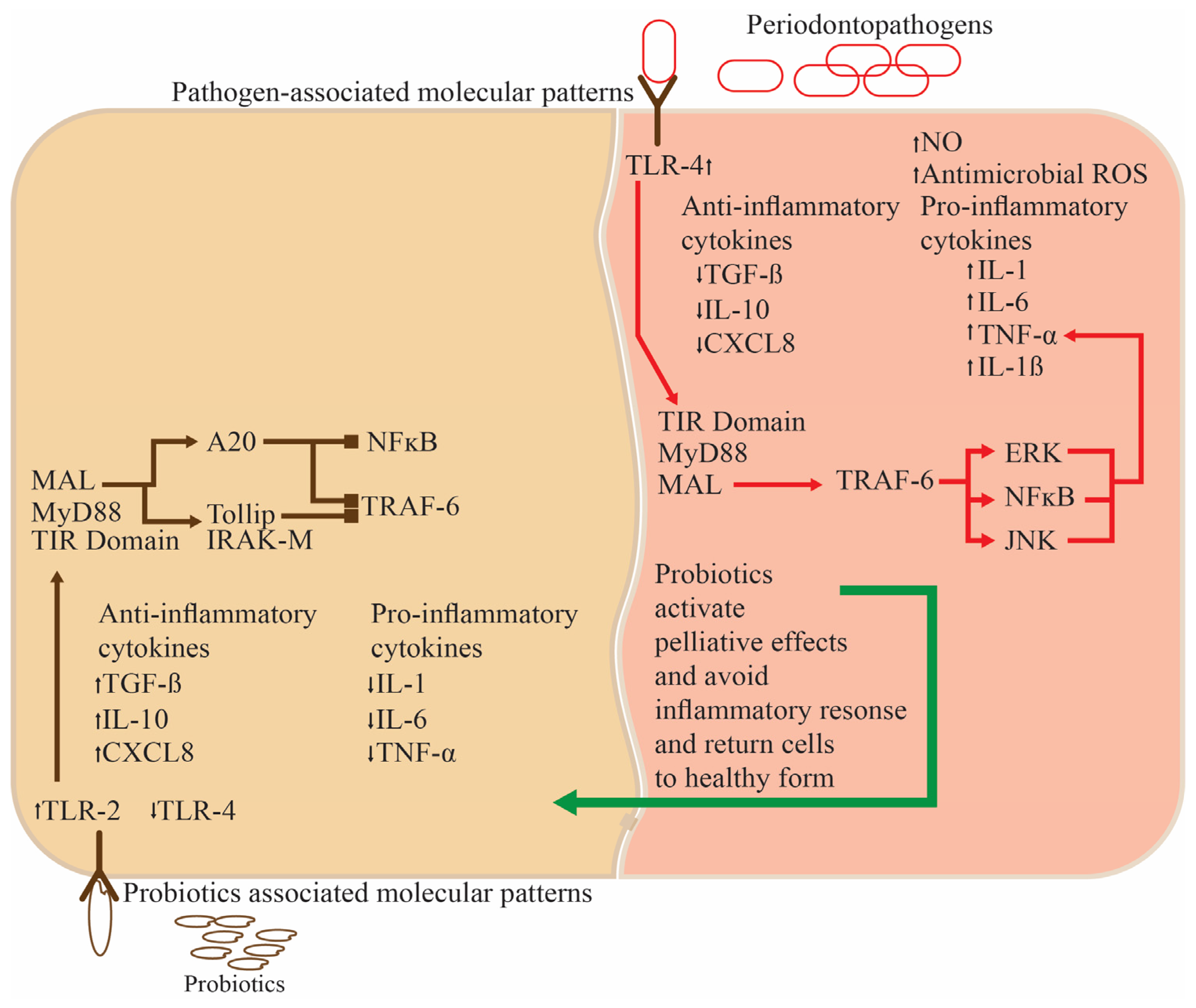 Nutrients 16 00546 g003