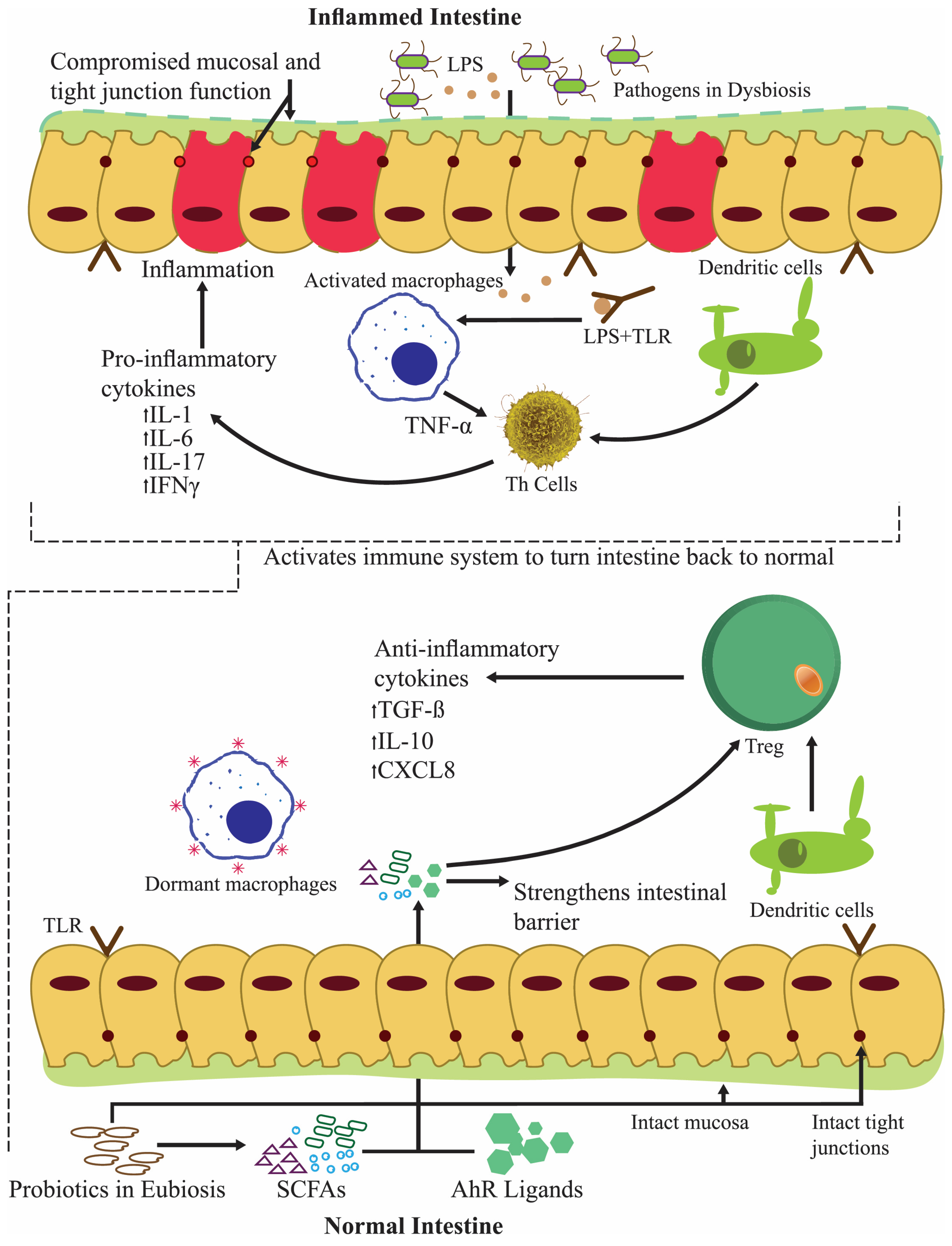 Nutrients 16 00546 g005