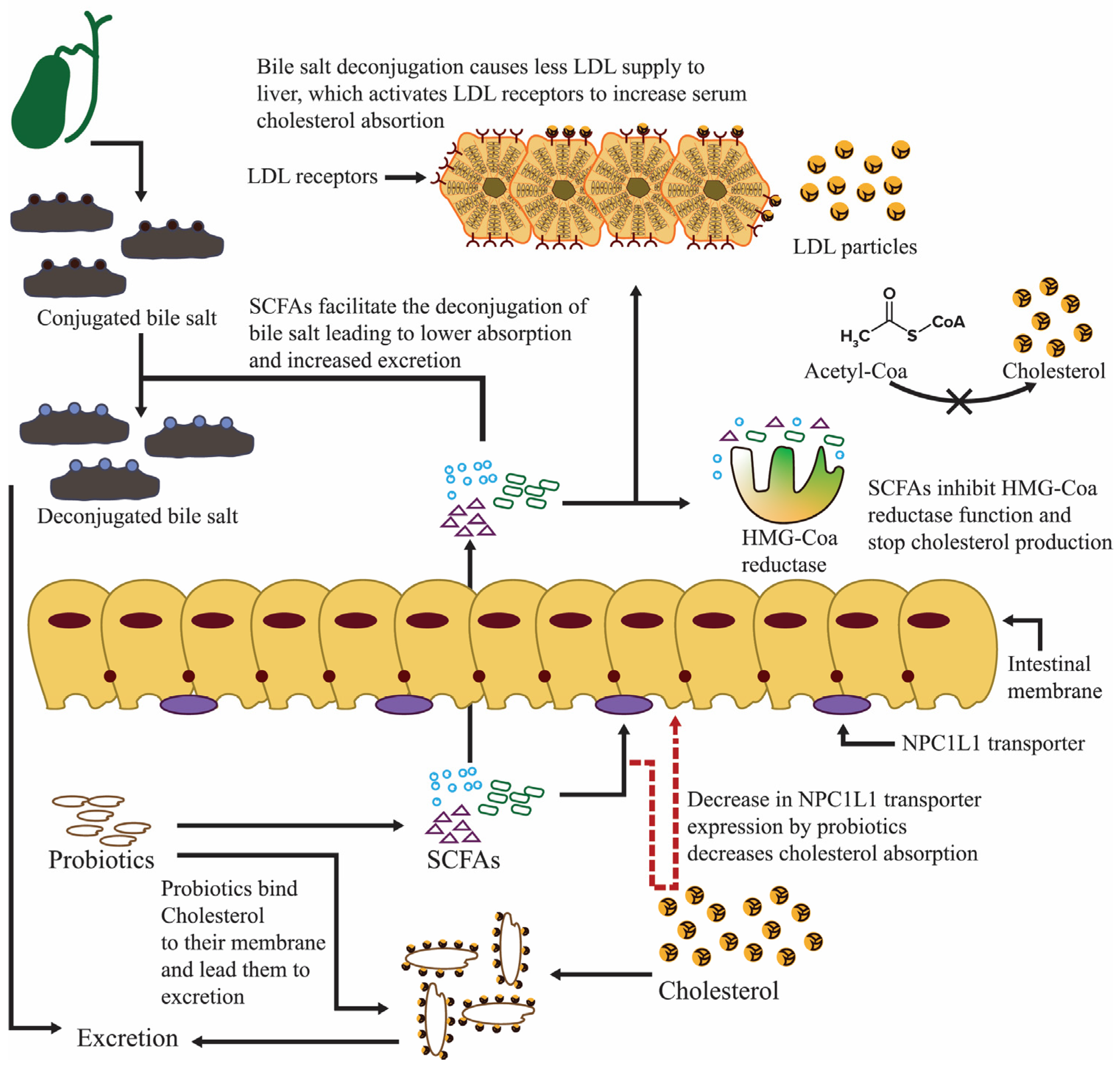 Nutrients 16 00546 g006