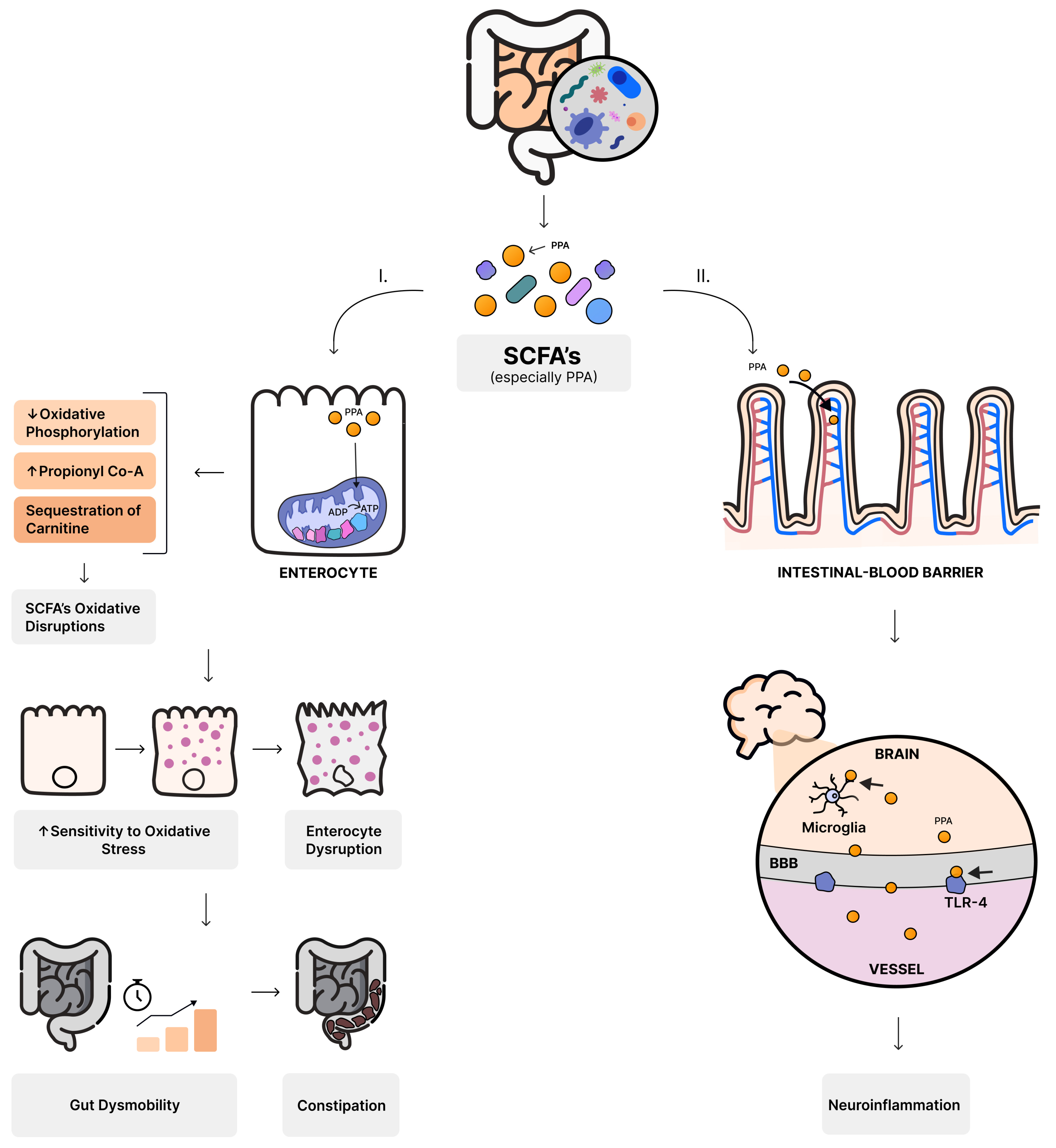 Nutrients 16 00549 g001