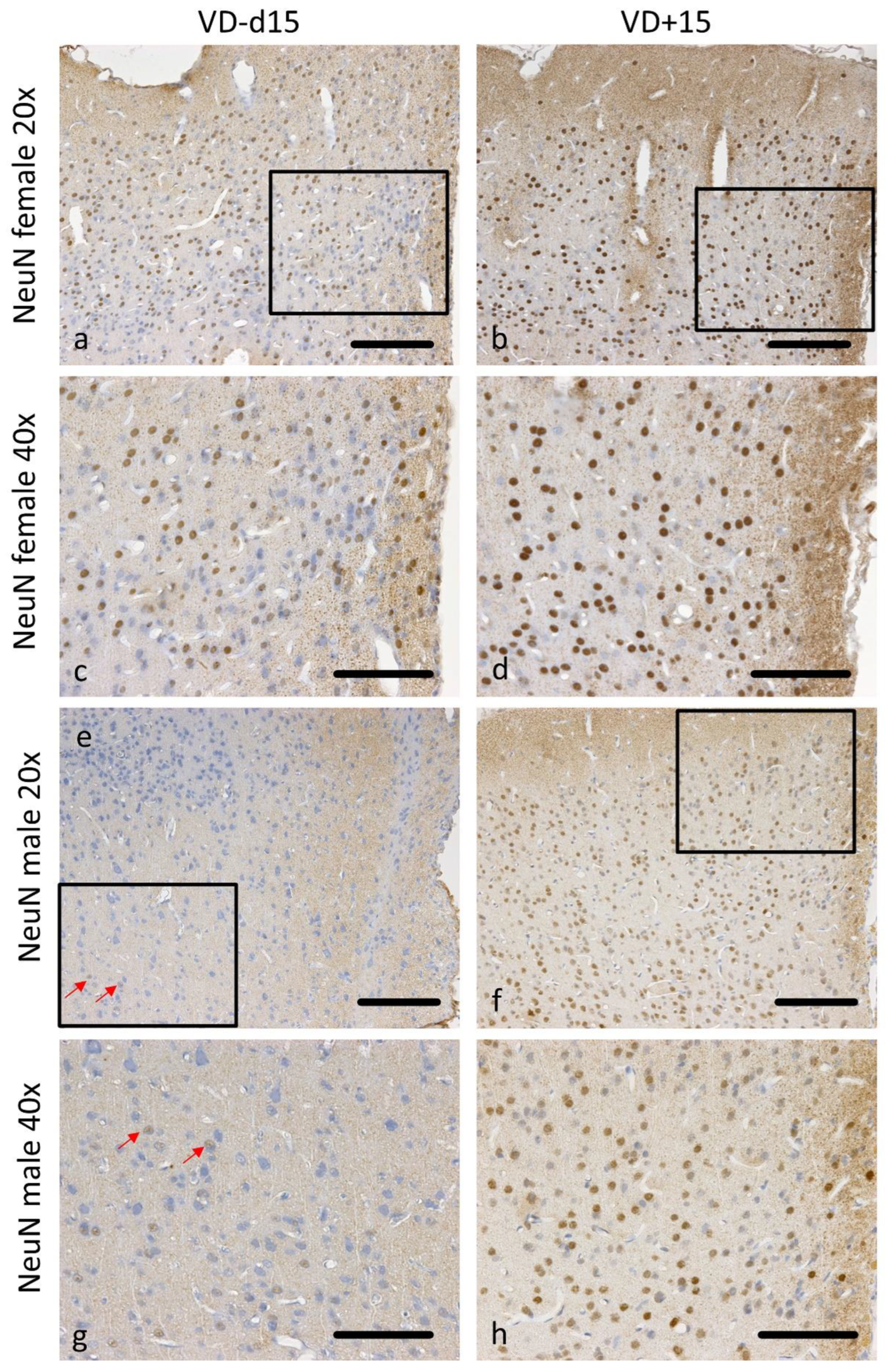 Nutrients 16 00554 g006