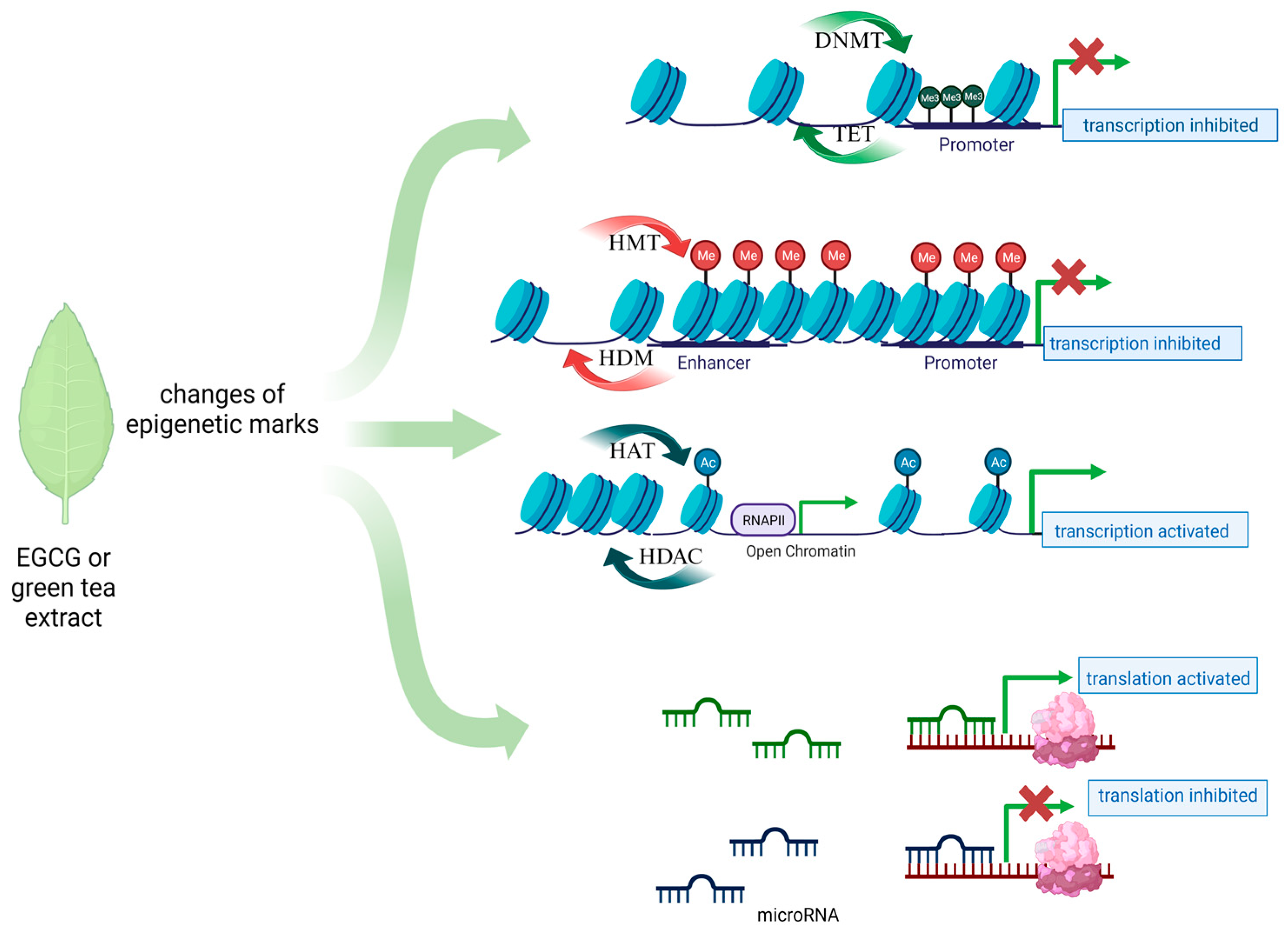 Nutrients 16 00559 g001
