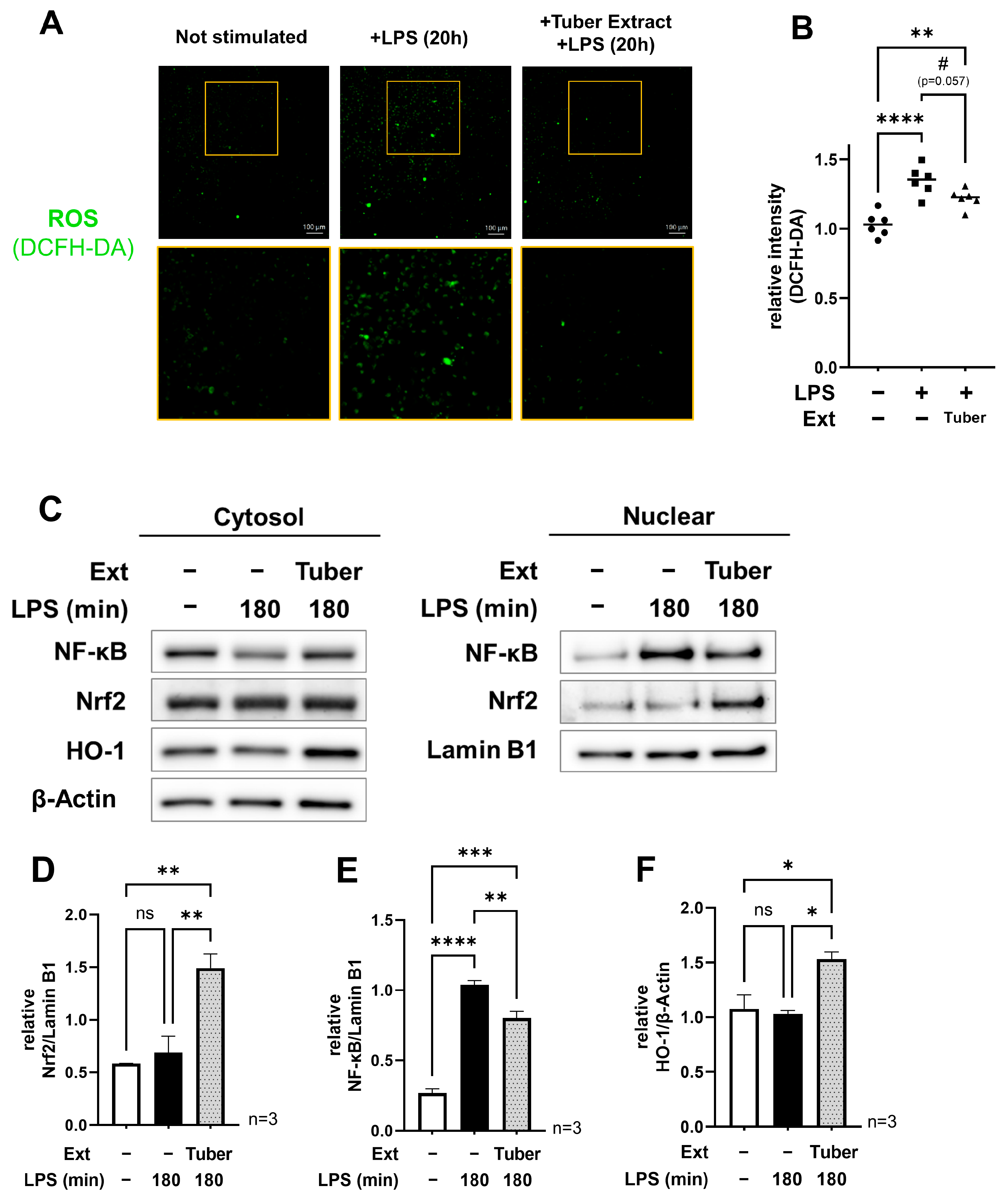 Nutrients 16 00563 g002 Nutrients 16 00563 g002