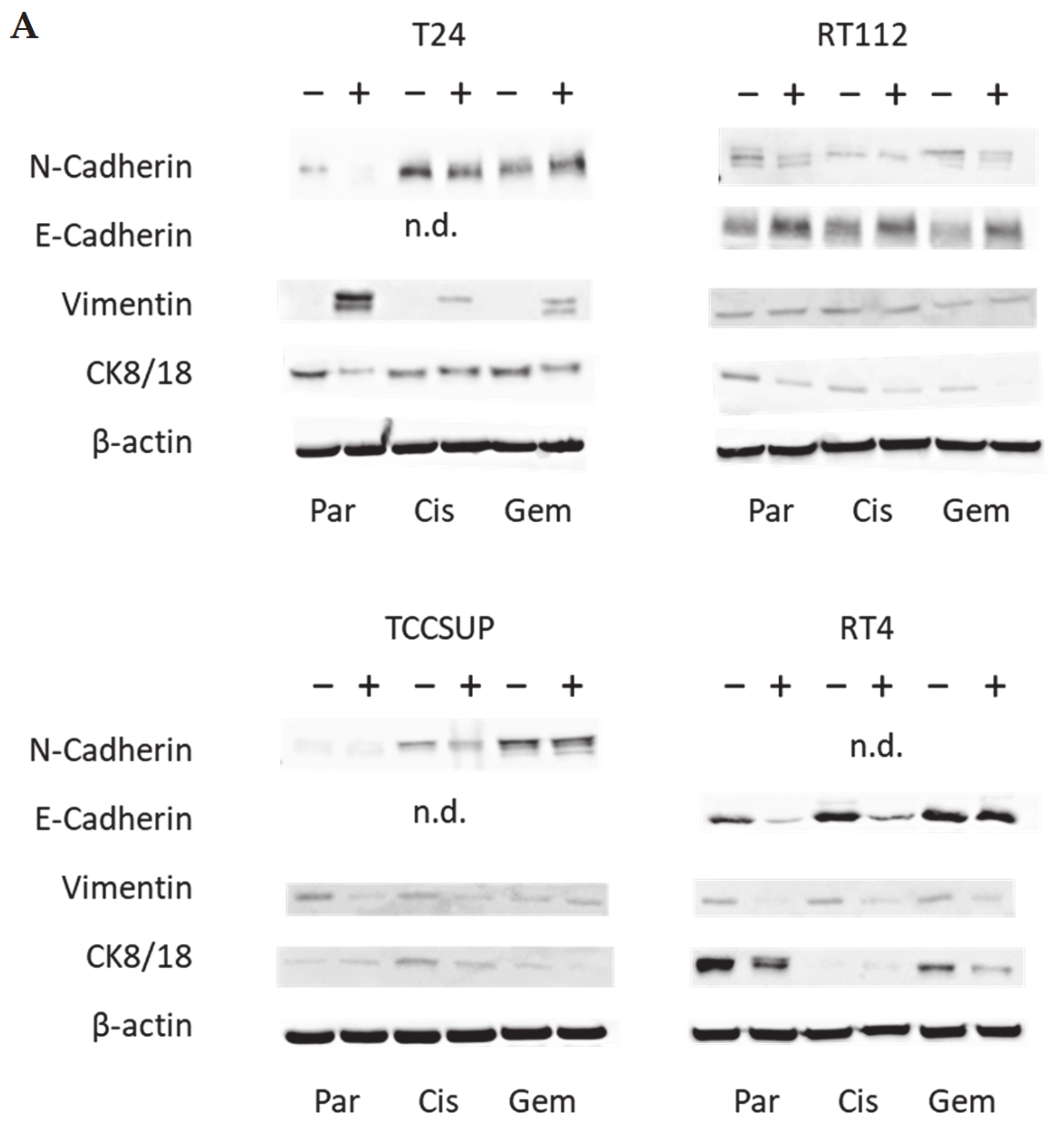 Nutrients 16 00623 g005a Nutrients 16 00623 g005a