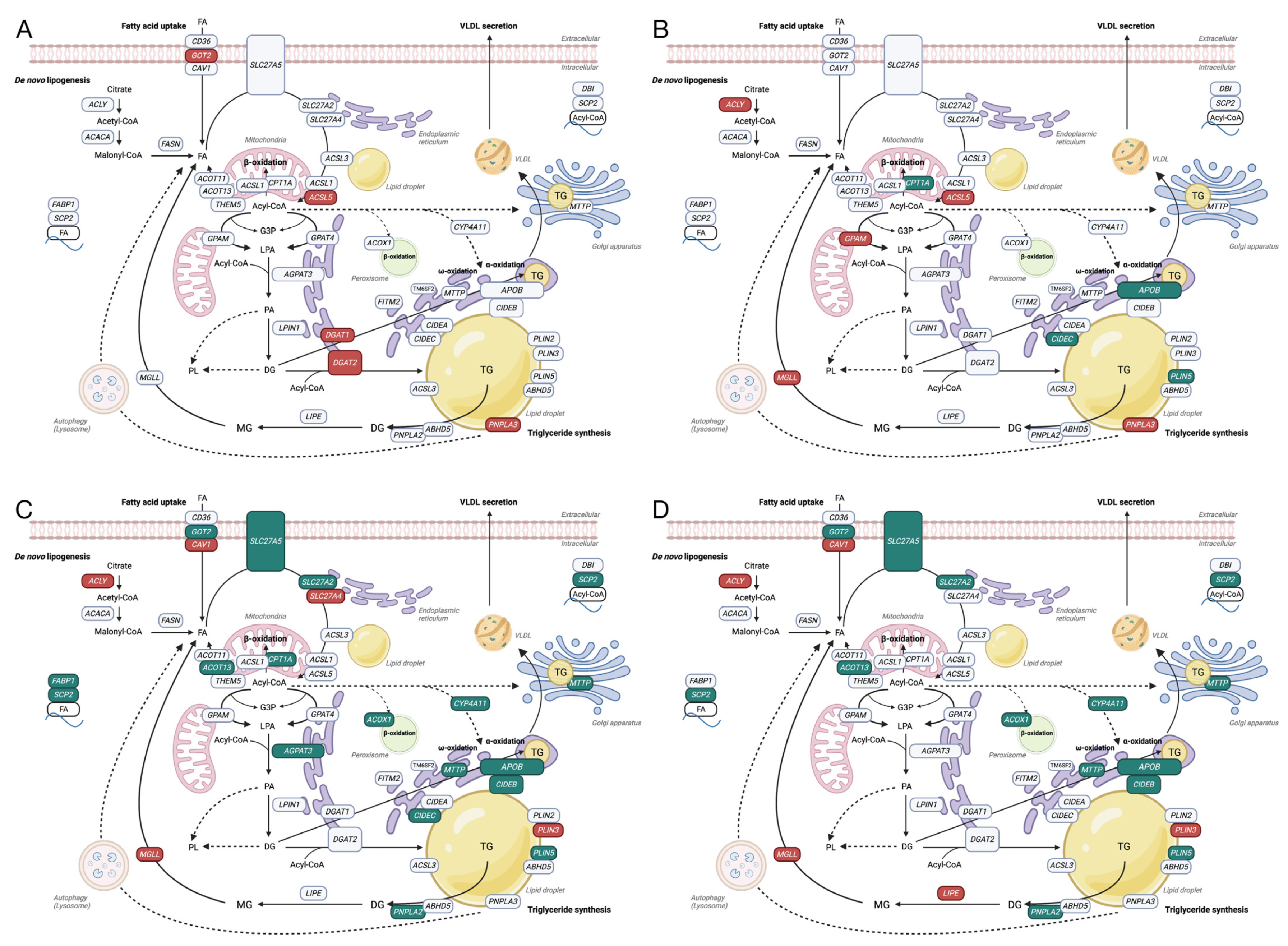 Nutrients 16 00626 g003