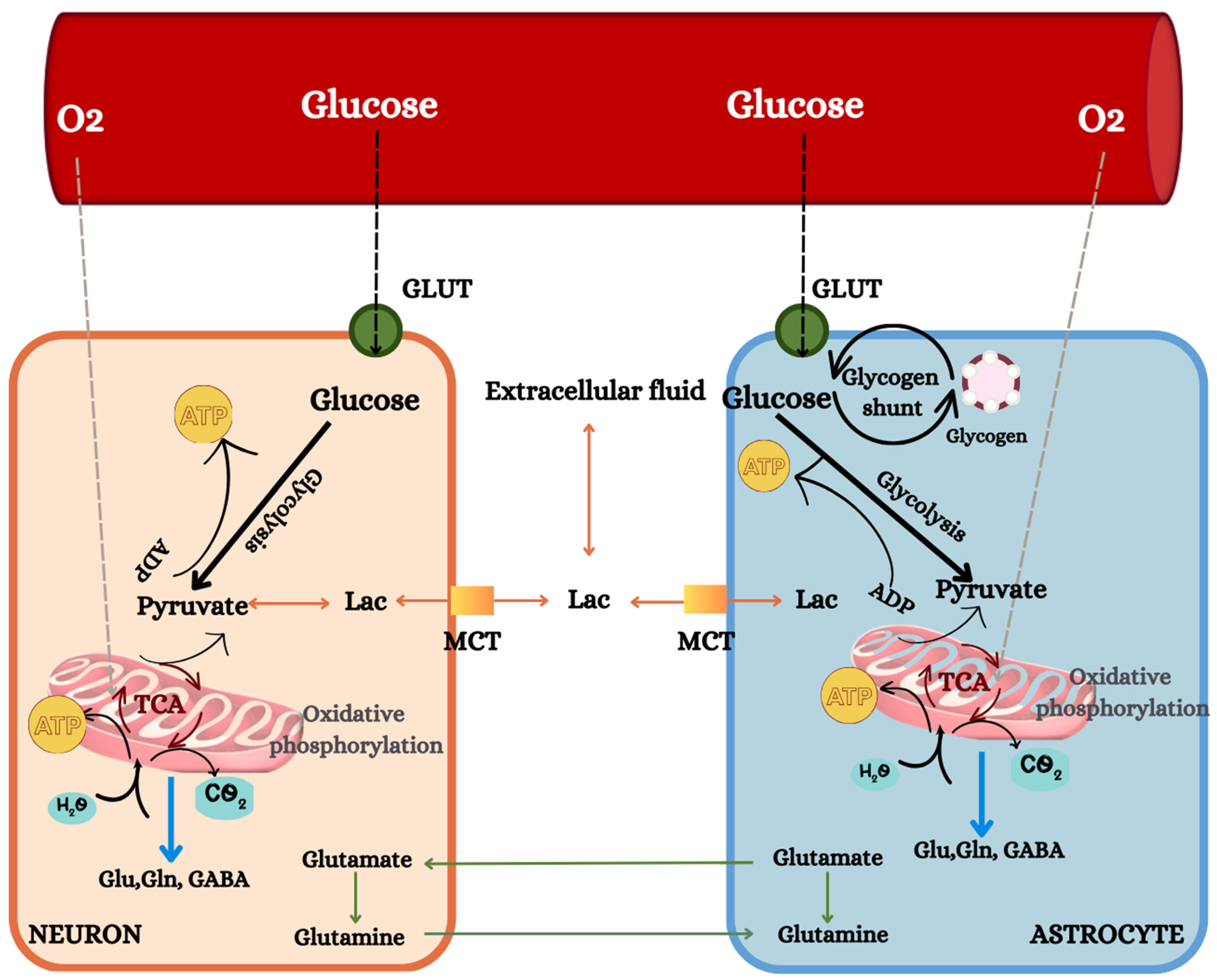Nutrients 16 00631 g001