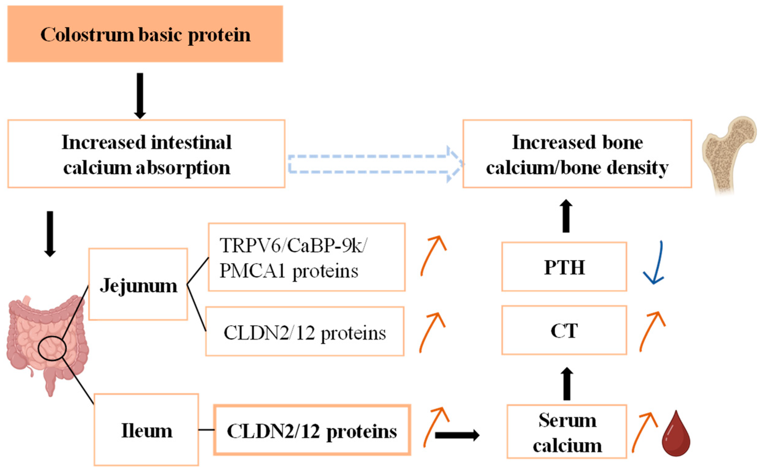 Nutrients 16 00664 g006