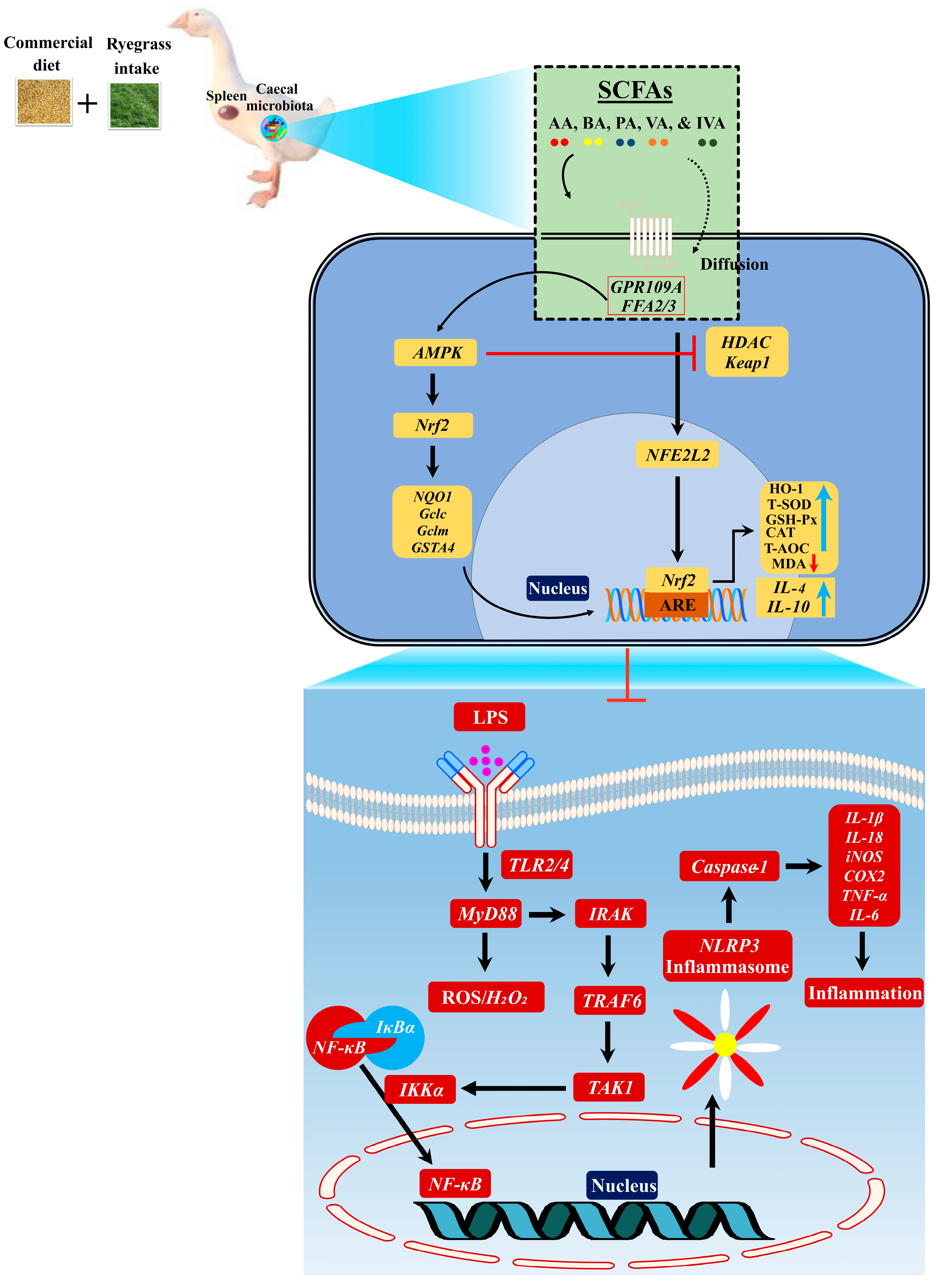 Nutrients 16 00747 g009