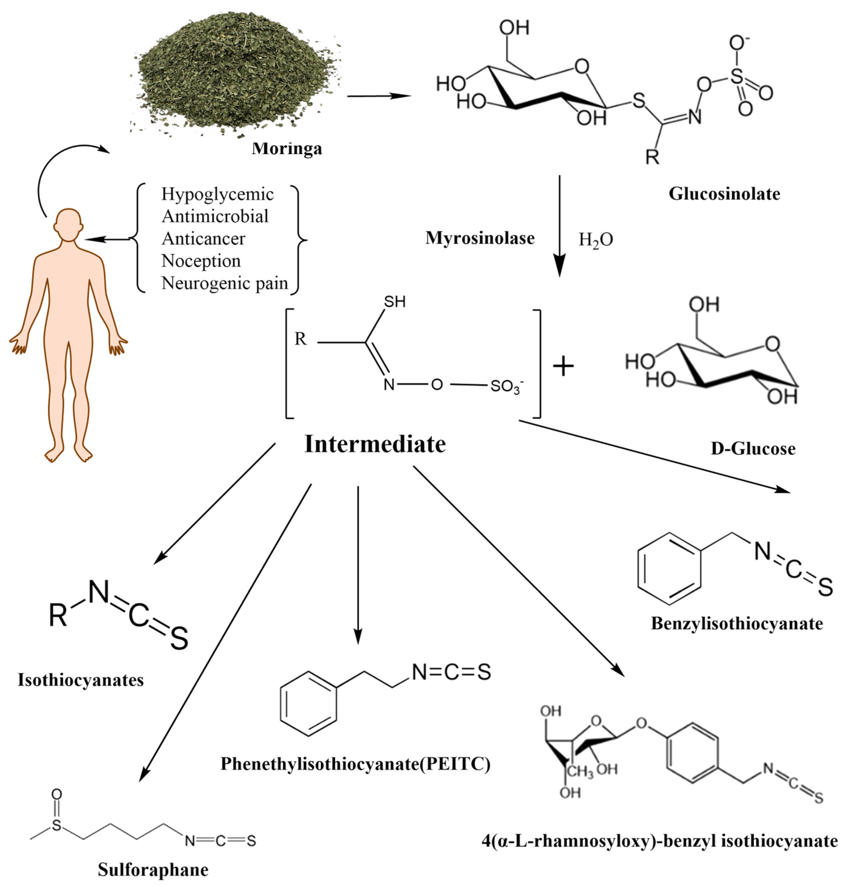 Nutrients 16 00757 g001