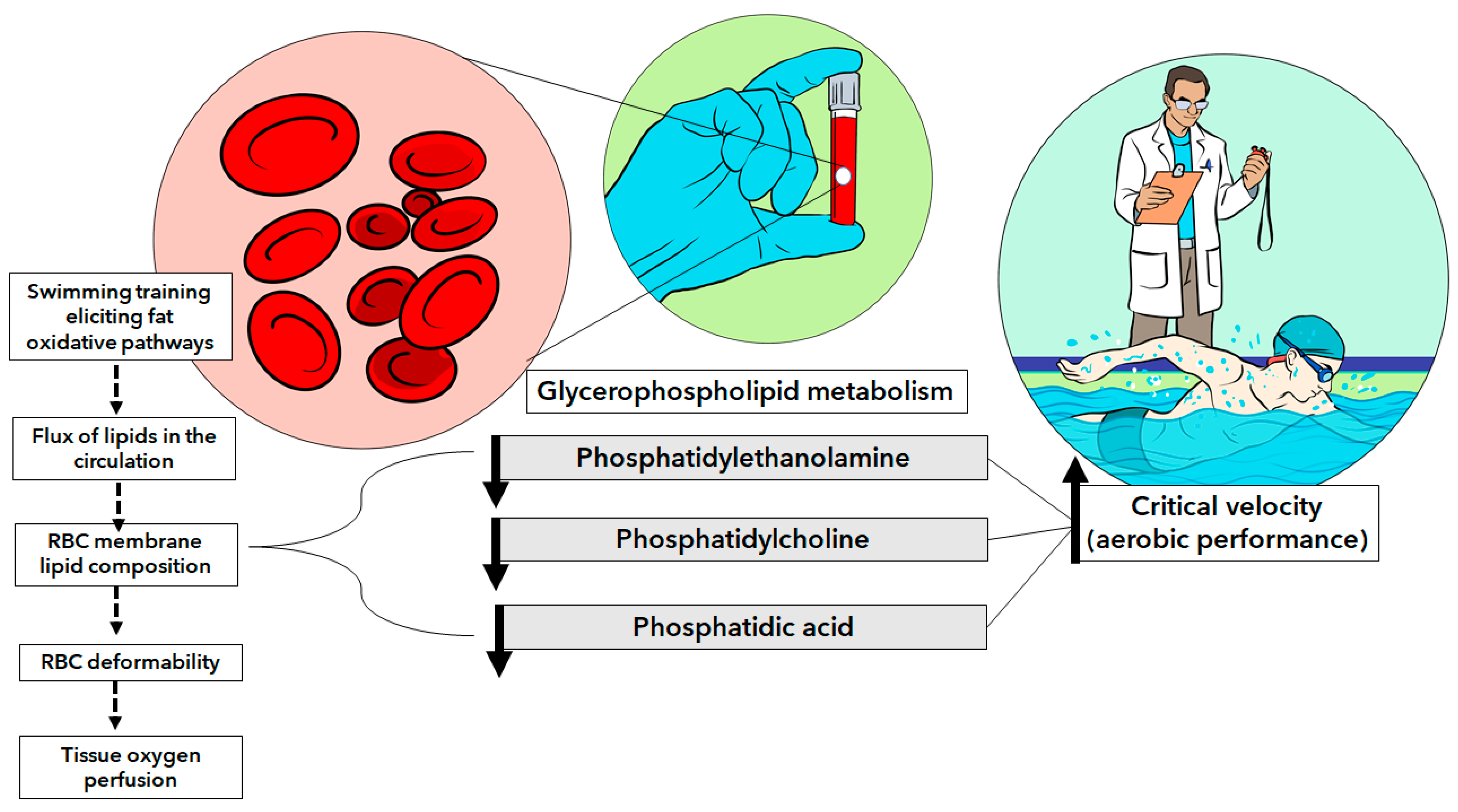 Nutrients 16 00765 g005
