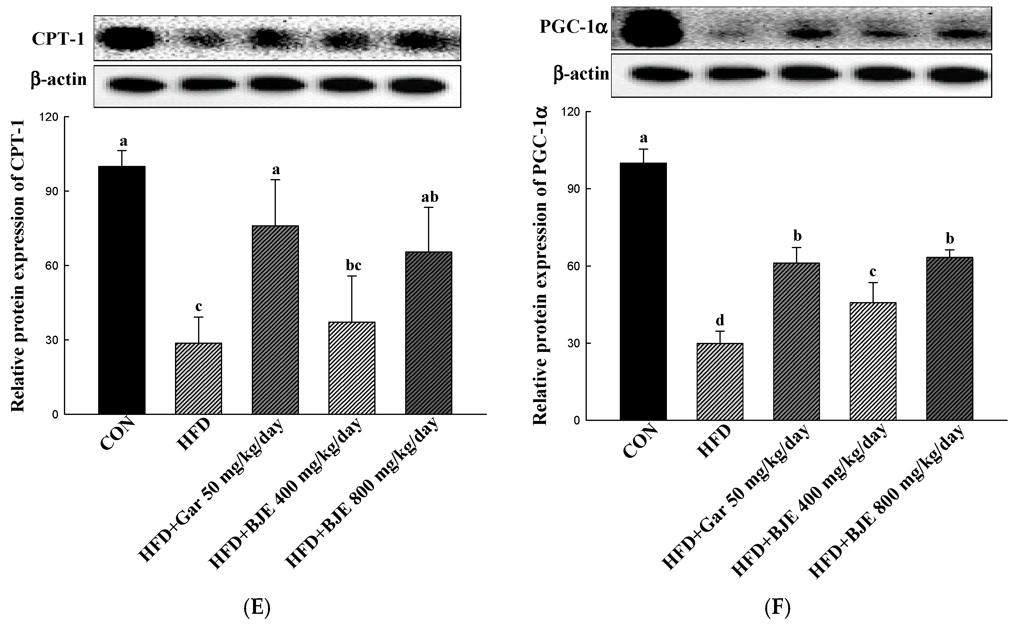 Nutrients 16 00846 g005b