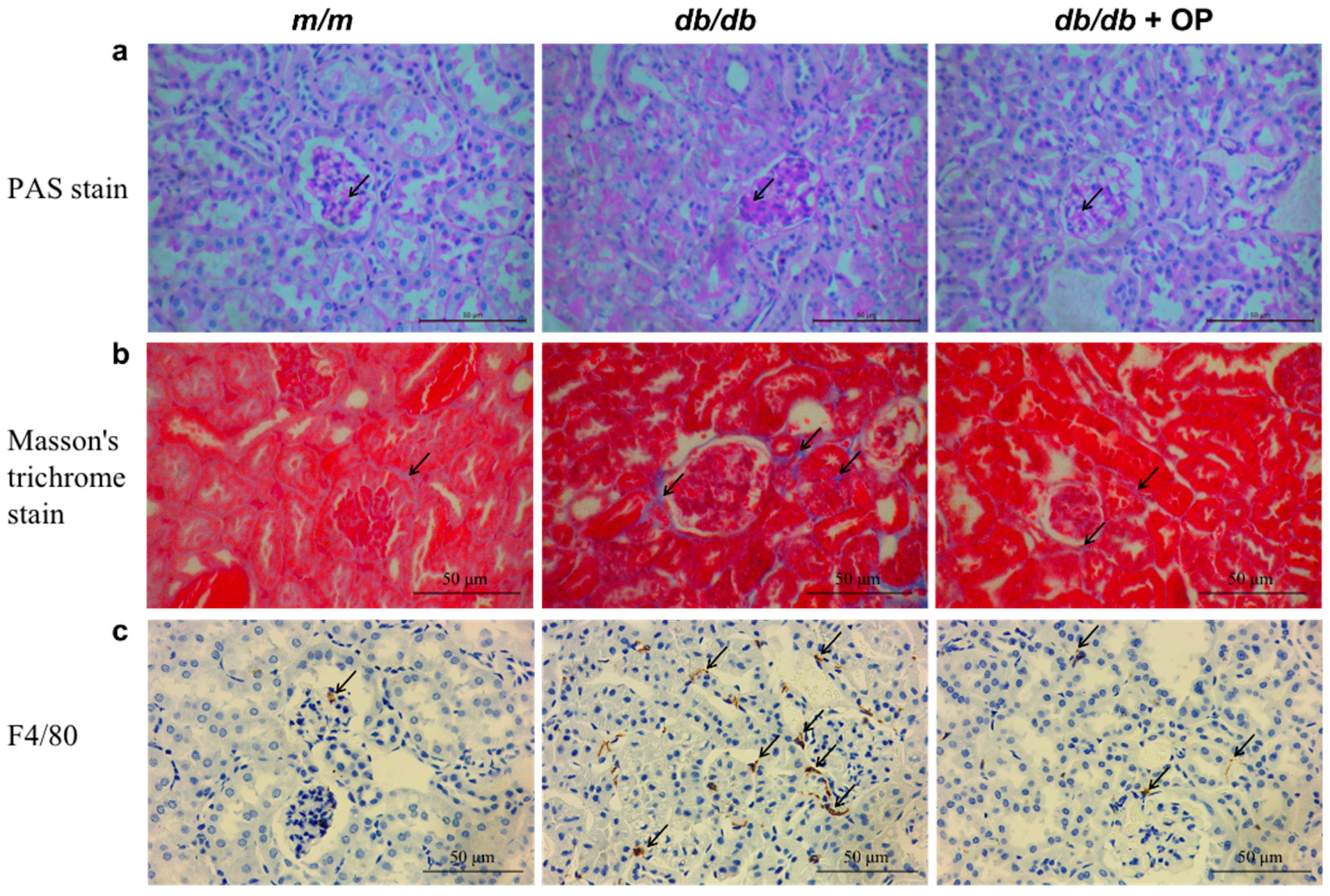 Nutrients 16 00848 g002 Nutrients 16 00848 g002