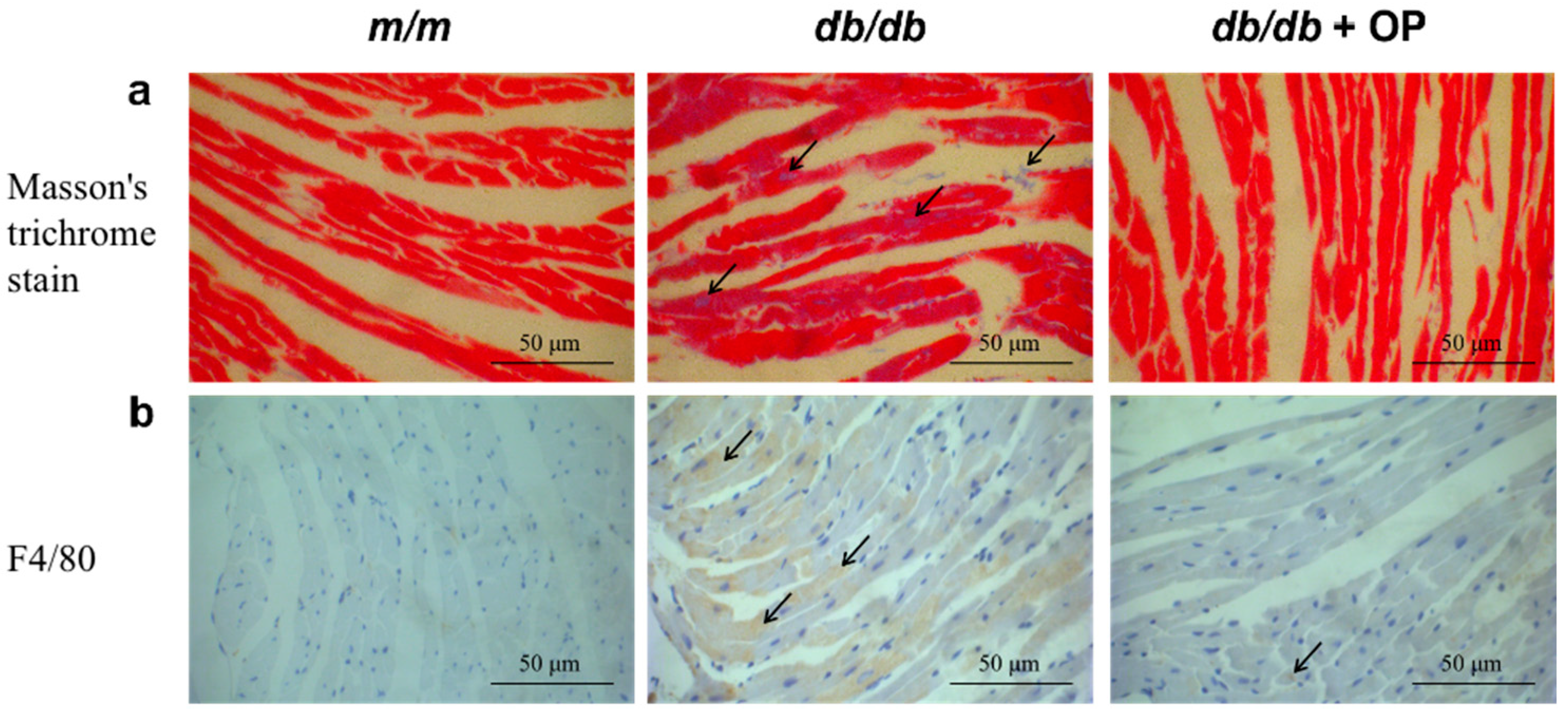Nutrients 16 00848 g006 Nutrients 16 00848 g006