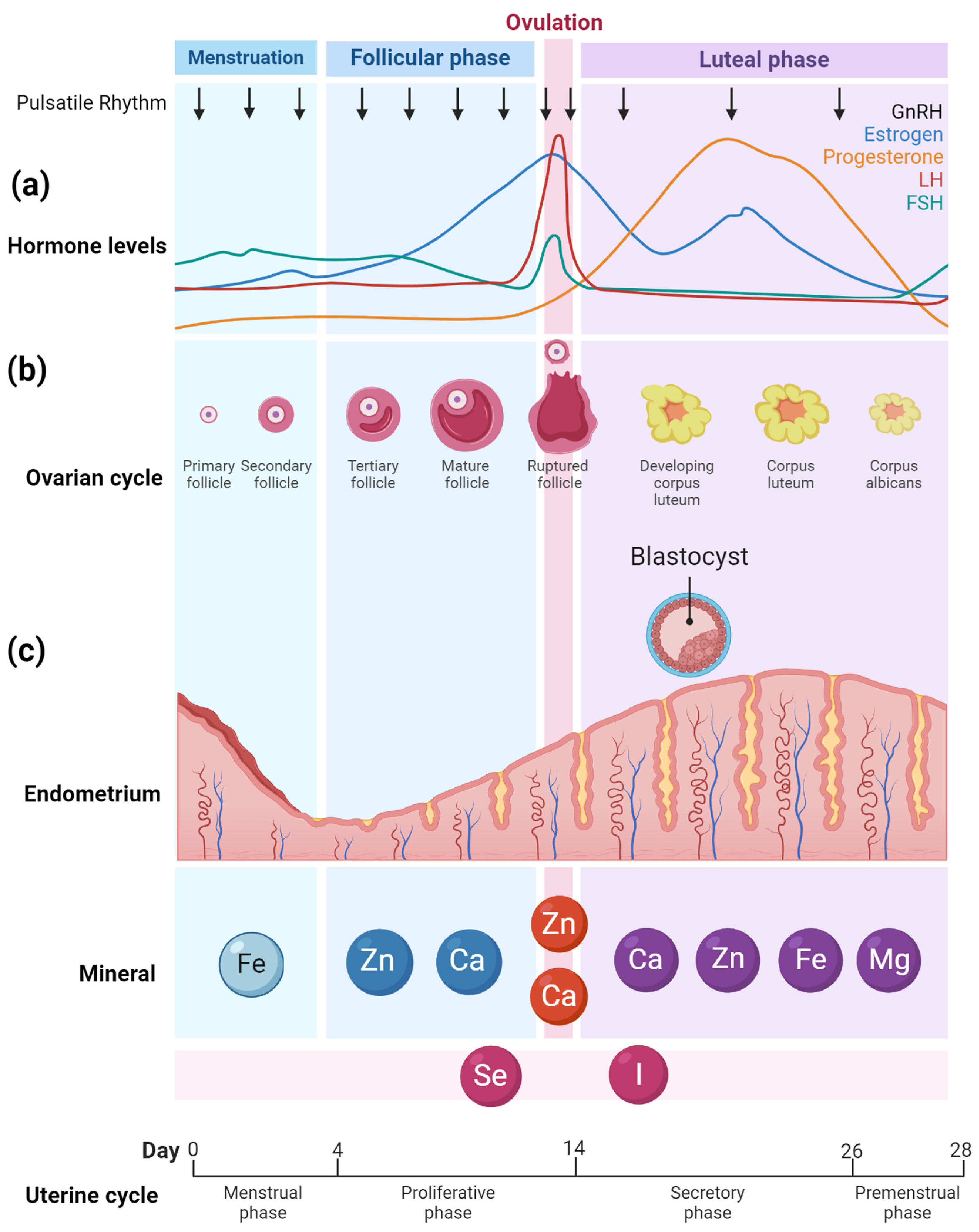 Nutrients 16 01008 g001 Nutrients 16 01008 g001