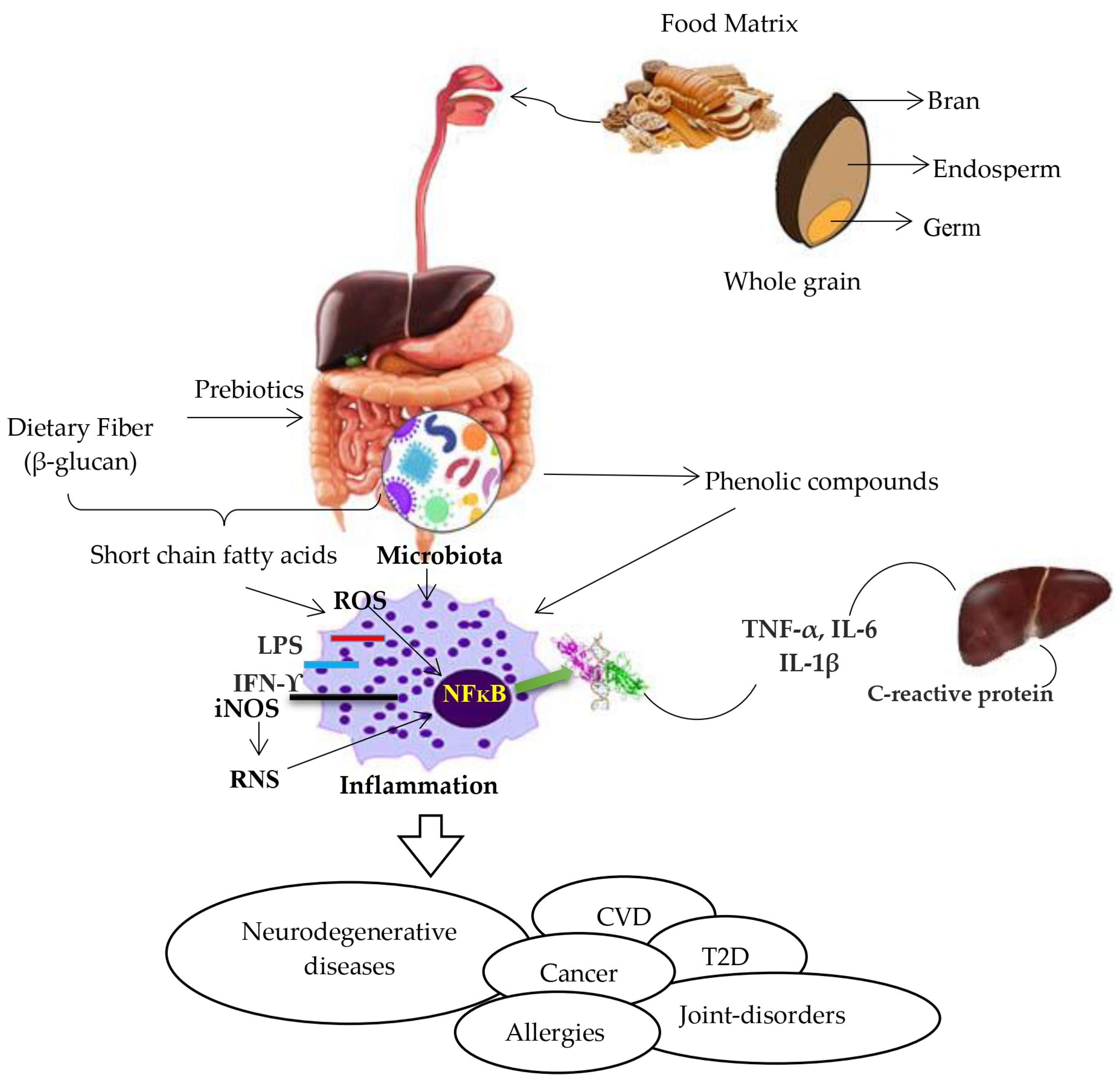 Nutrients 16 01047 g001