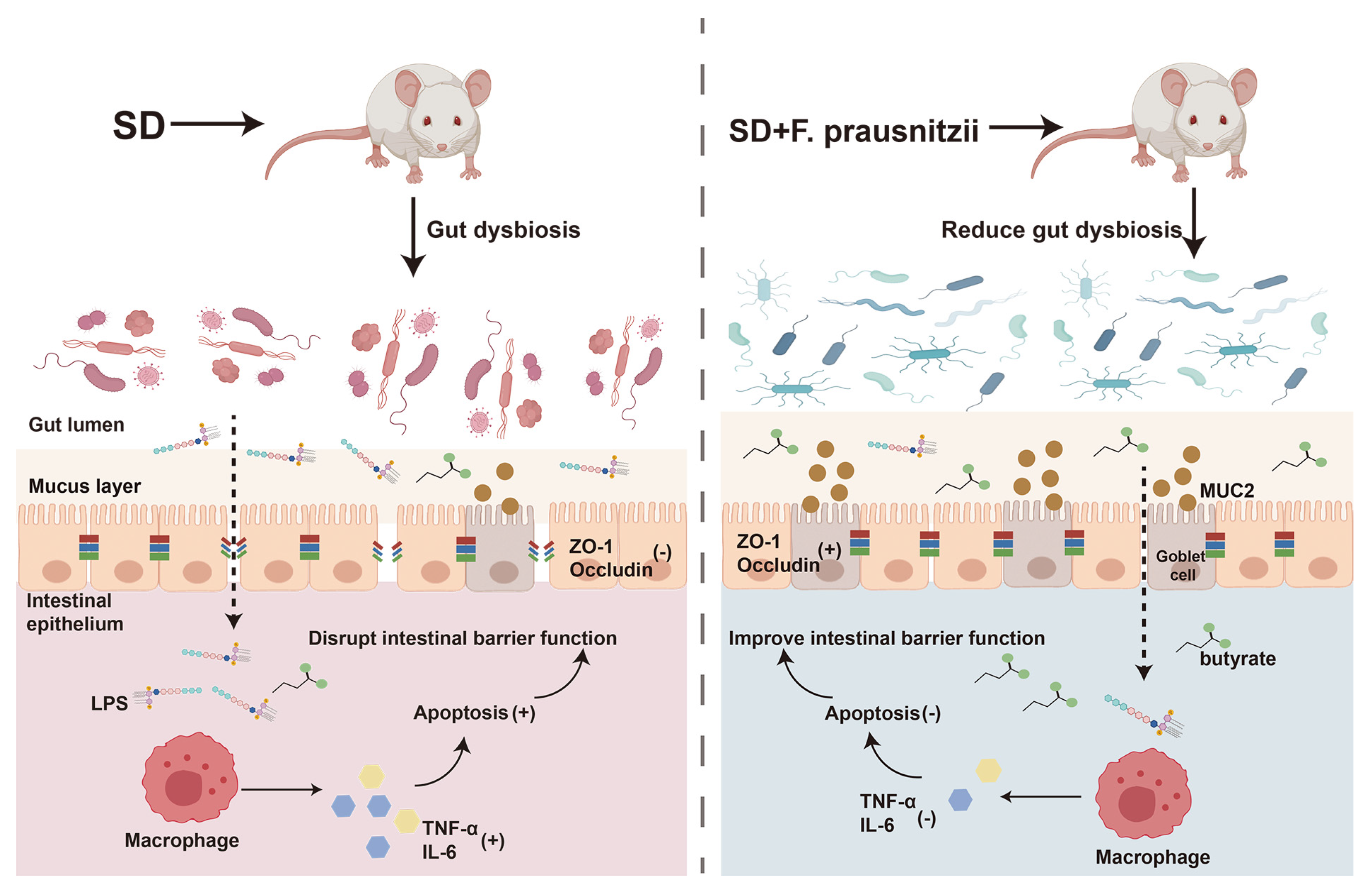 Nutrients 16 01100 g007