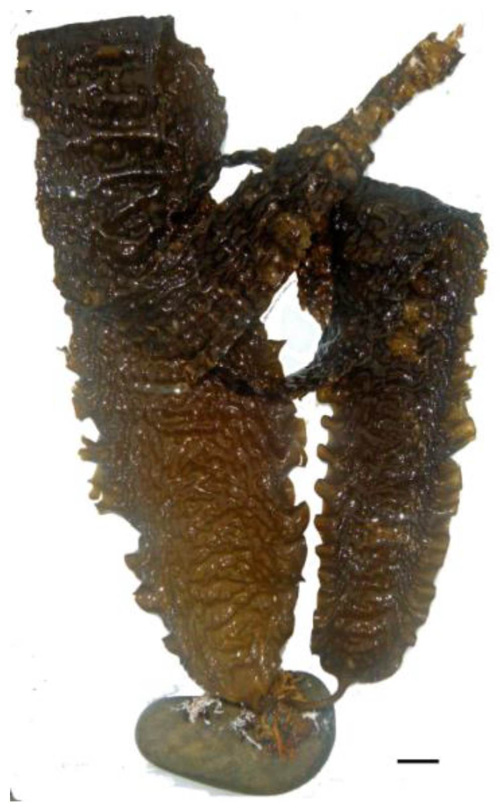 Nutrients 16 01123 g006 Nutrients 16 01123 g006