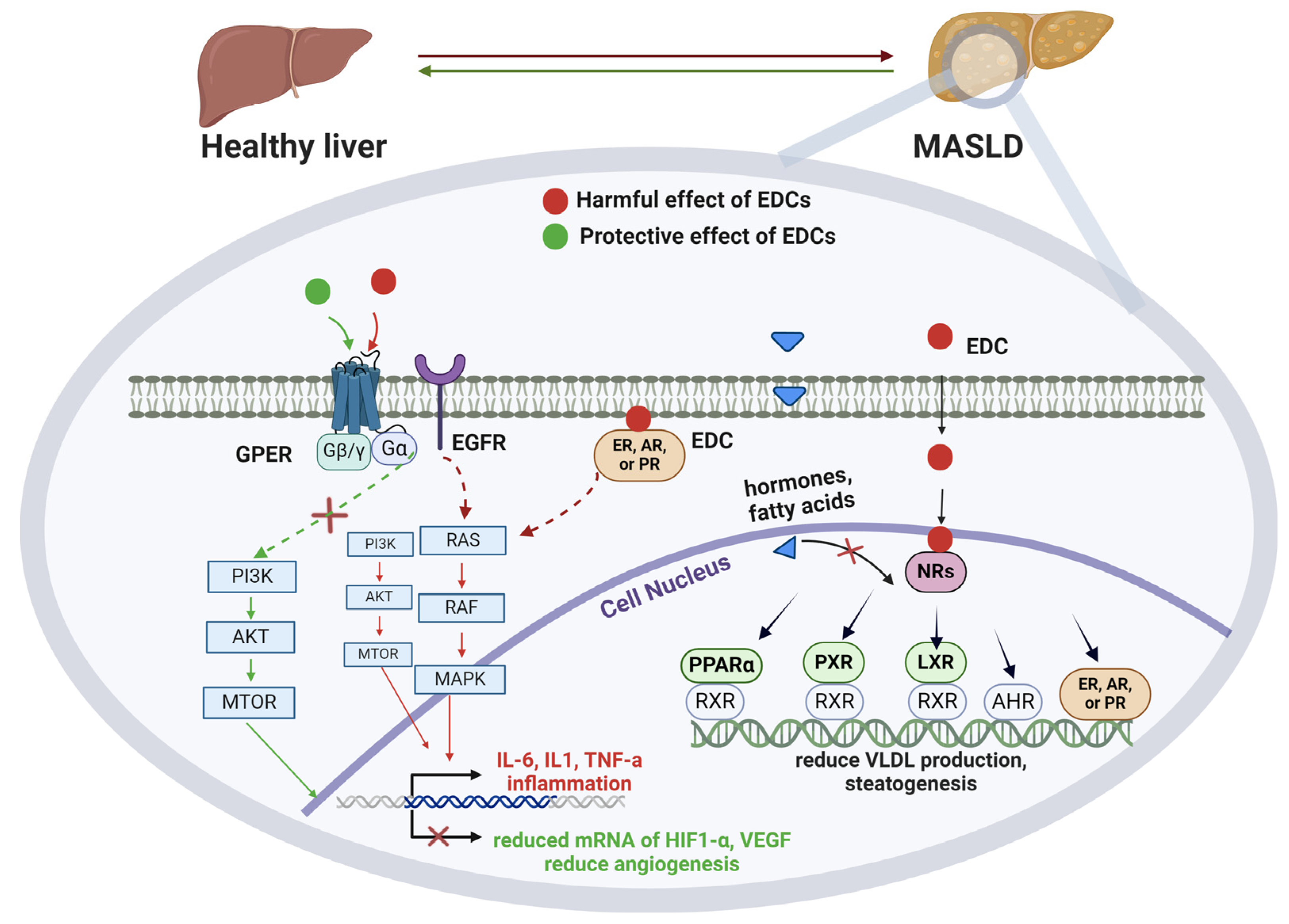 Nutrients 16 01124 g001