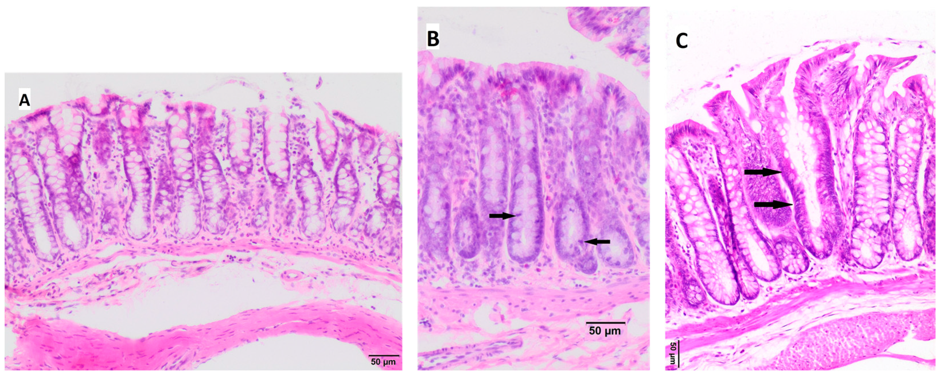 Nutrients 16 01125 g002