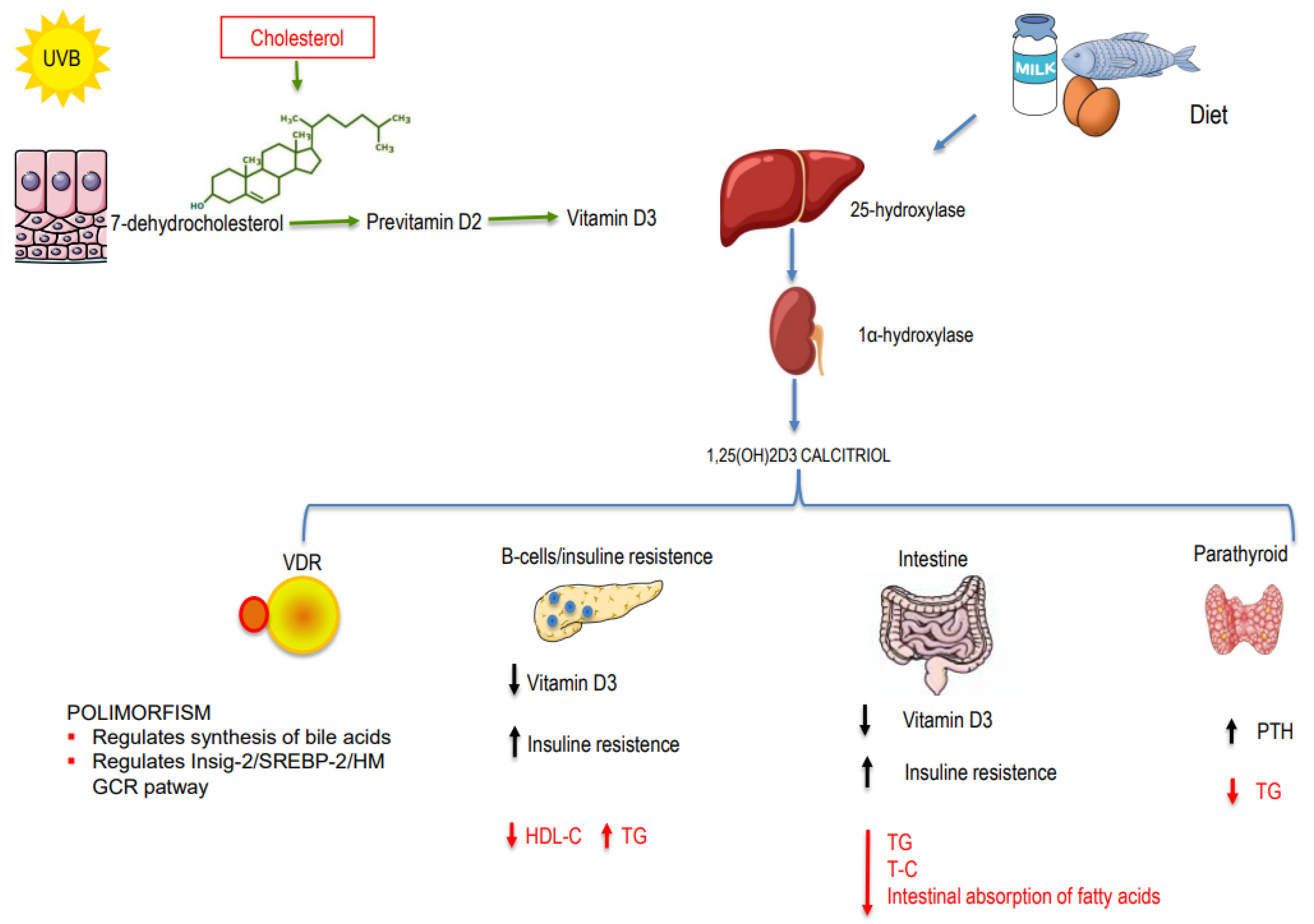 Nutrients 16 01144 g001