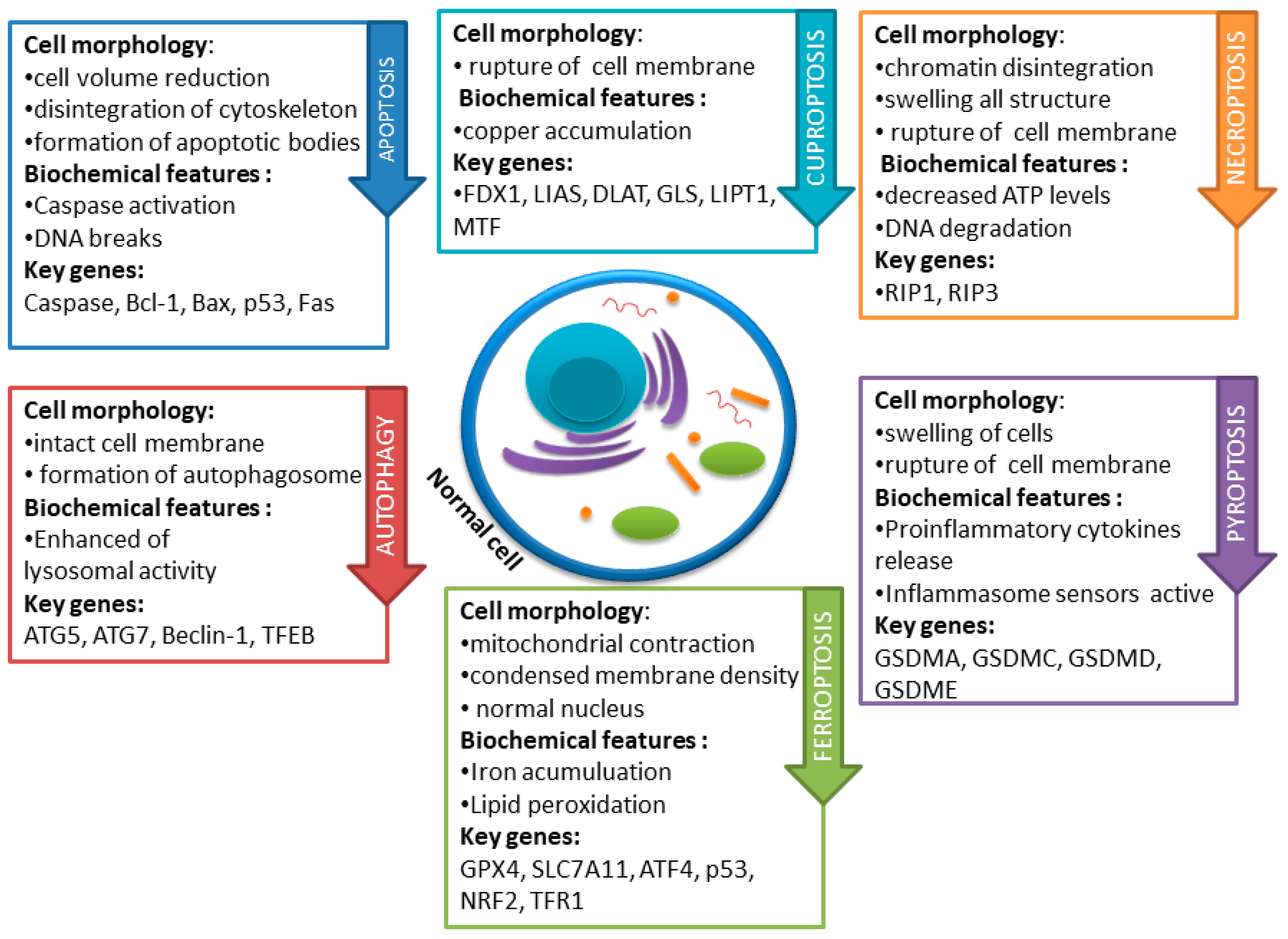 Nutrients 16 01201 g001
