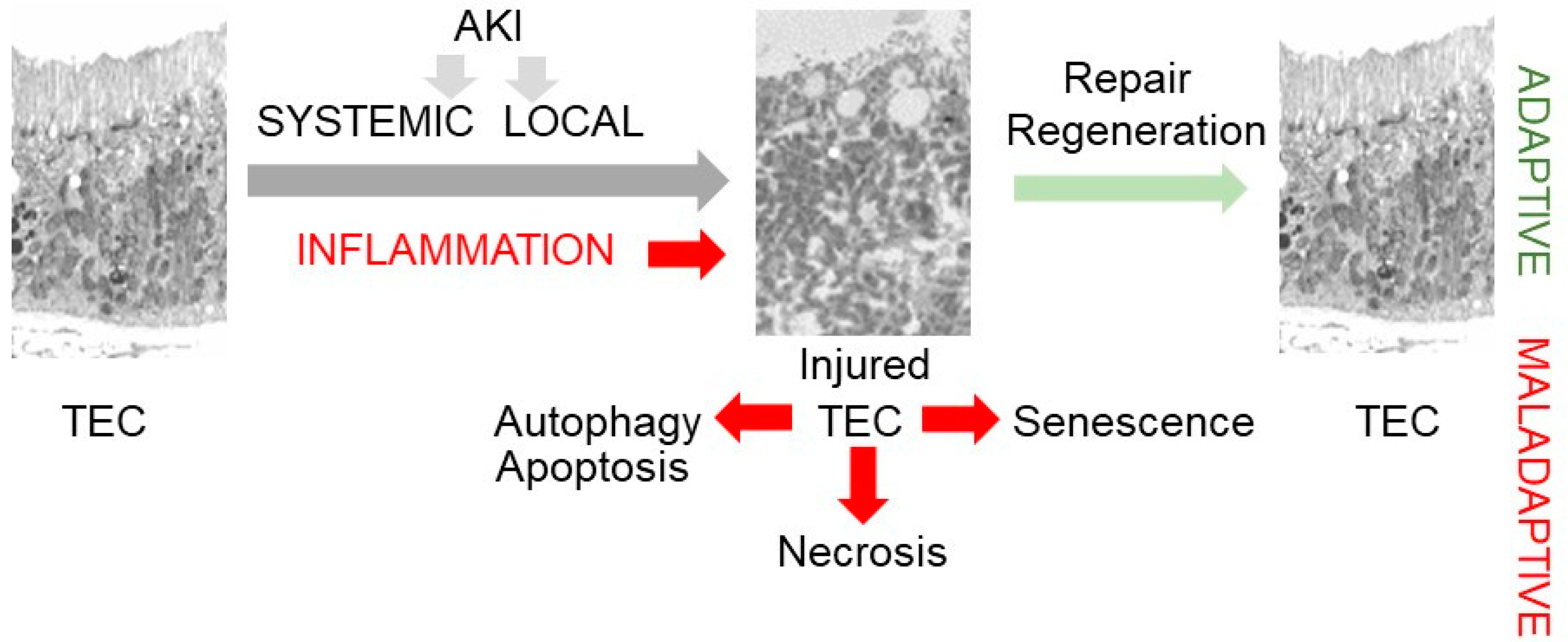Nutrients 16 01342 g001