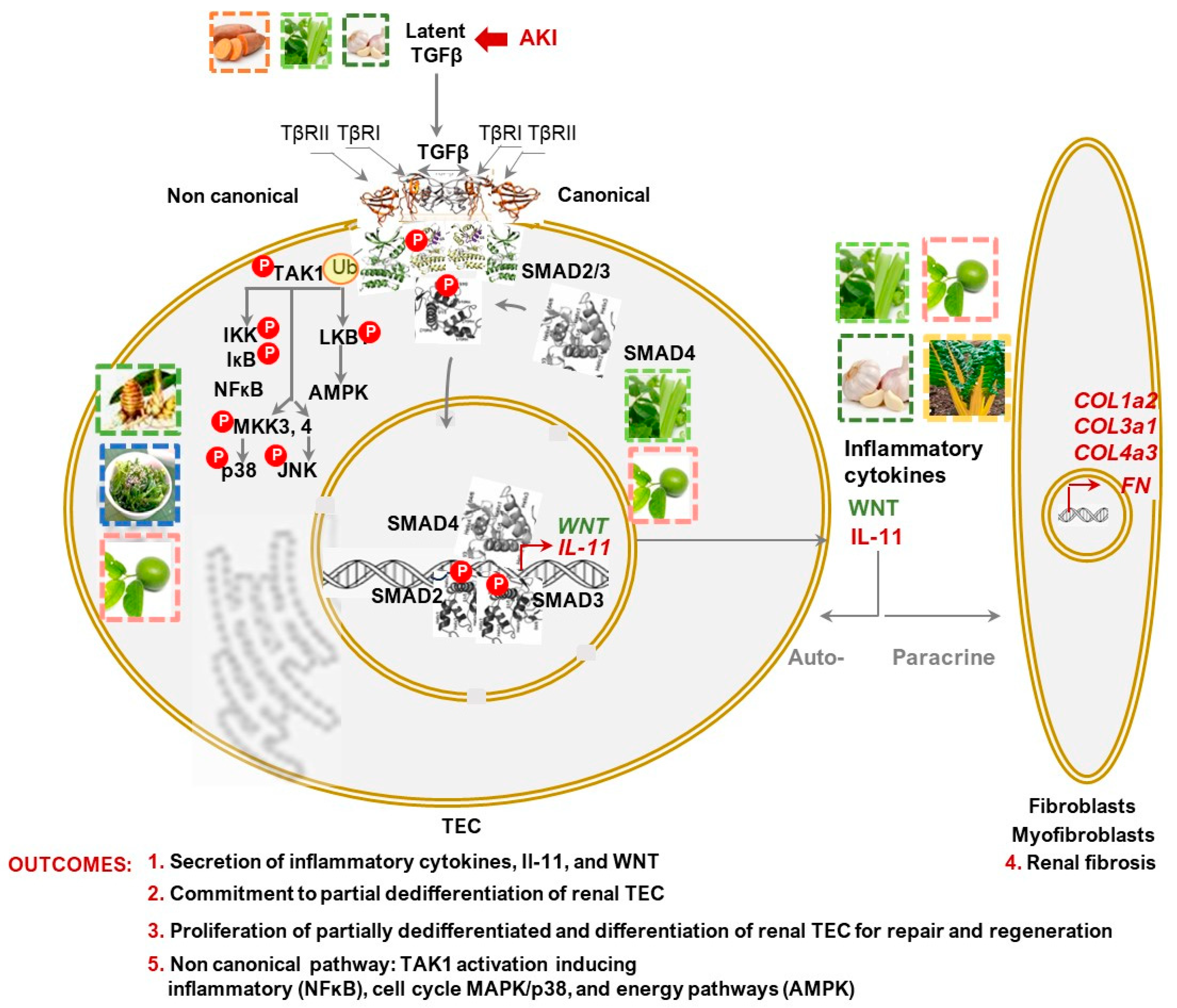 Nutrients 16 01342 g002